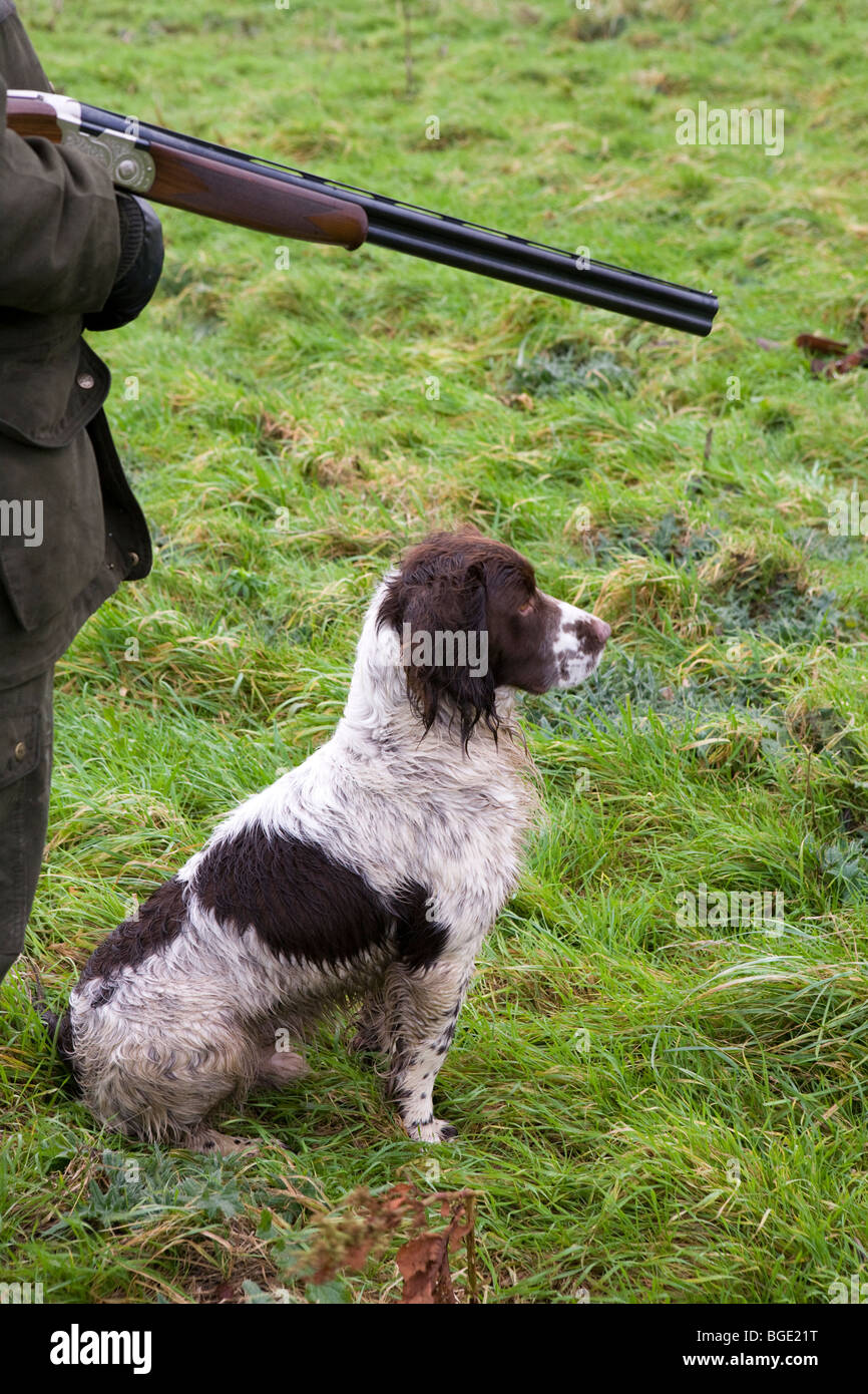 Ein Mann mit einer Schrotflinte und einen English Springer Spaniel während eines Spiels schießen in Lincolnshire Stockfoto