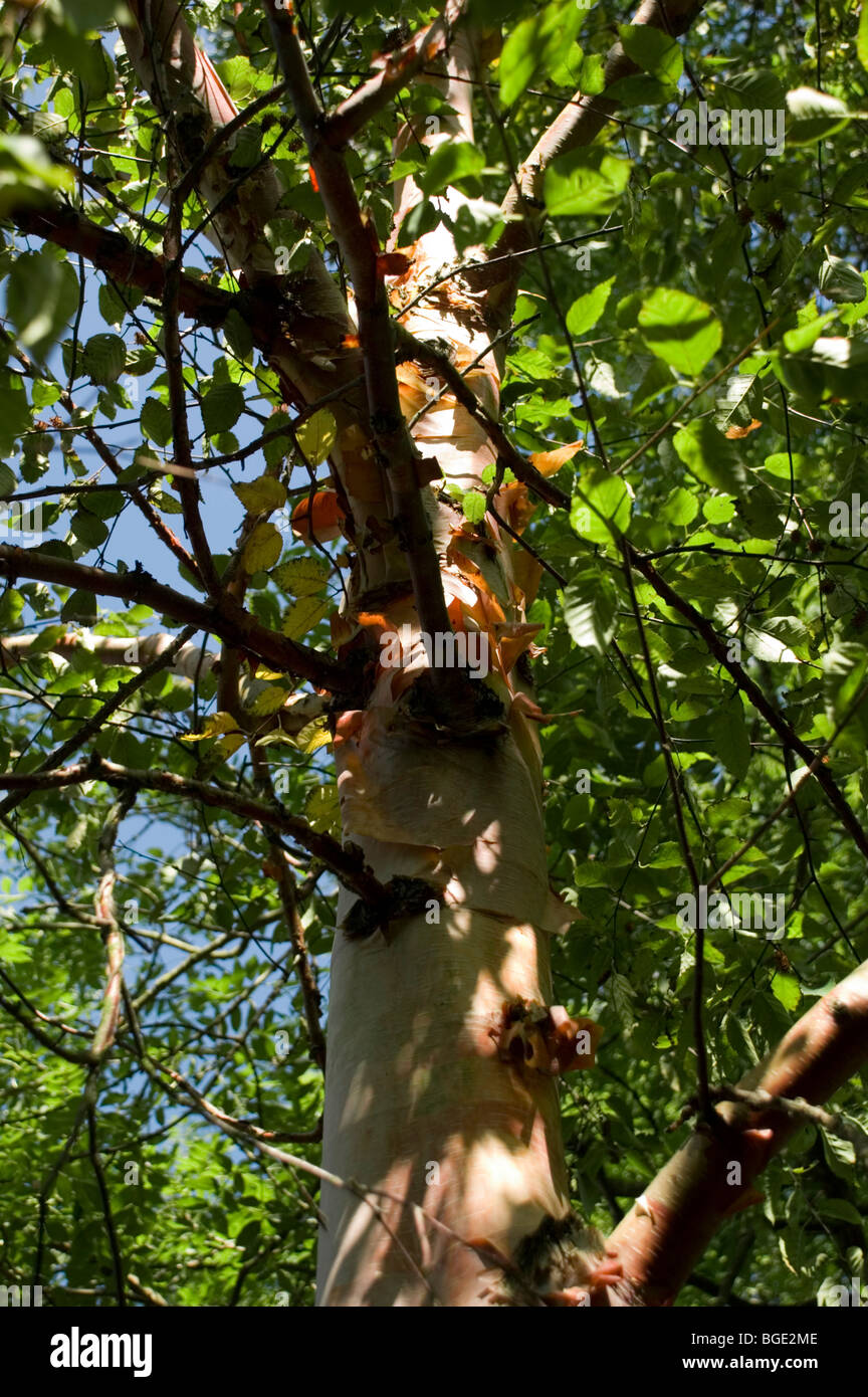 Betula Ermanii, Erman Birke Stockfoto