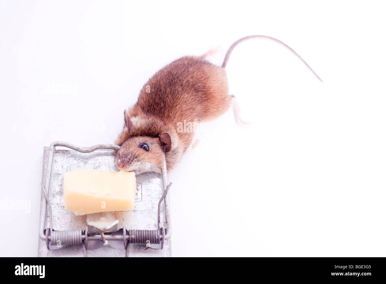 Eine tote Maus nach gefangen in einer Mausefalle auf weißem Hintergrund Stockfoto