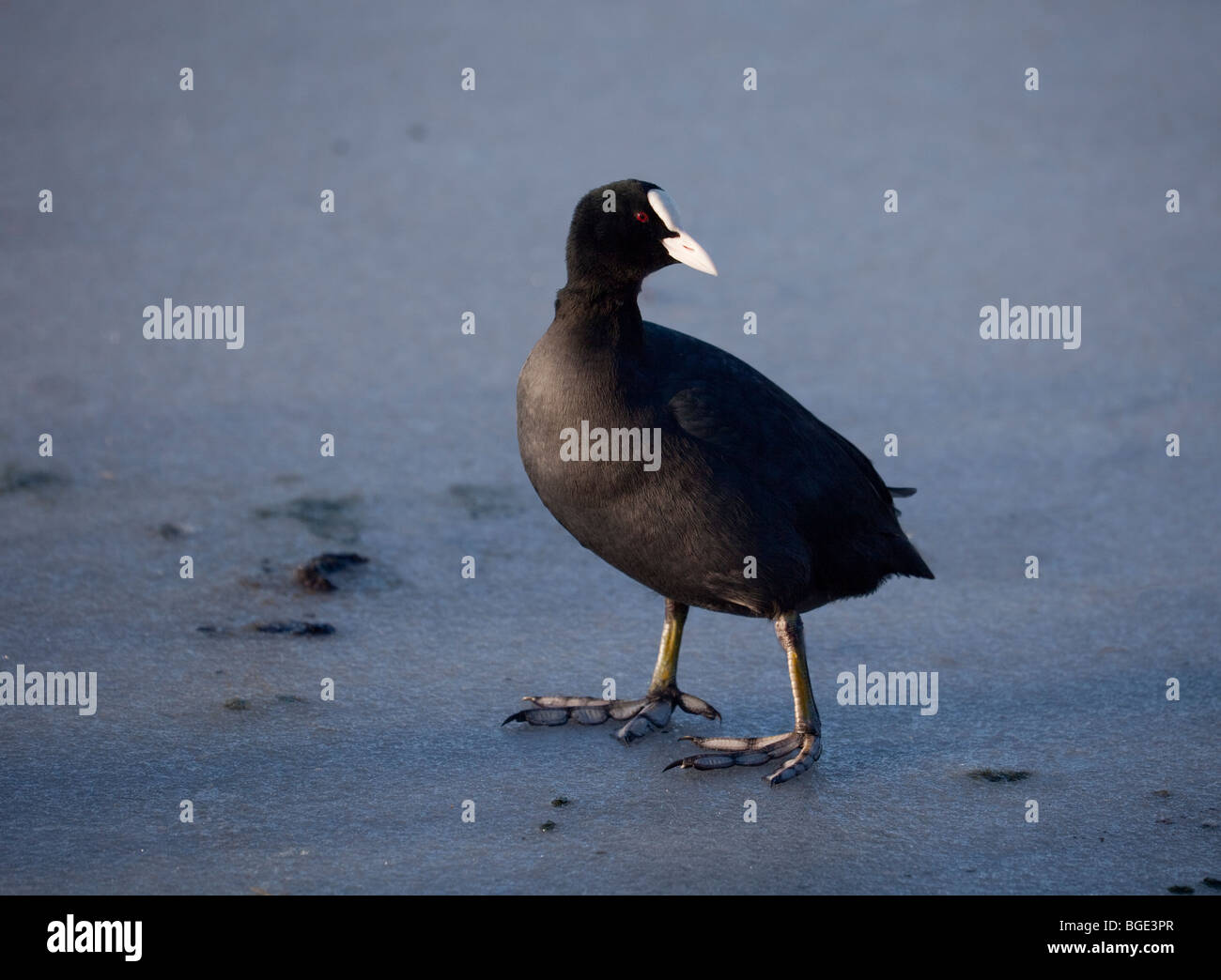 Eurasische Blässhuhn, Fulica Altra, über einen gefrorenen Teich auf dem Eis stehen. Stockfoto