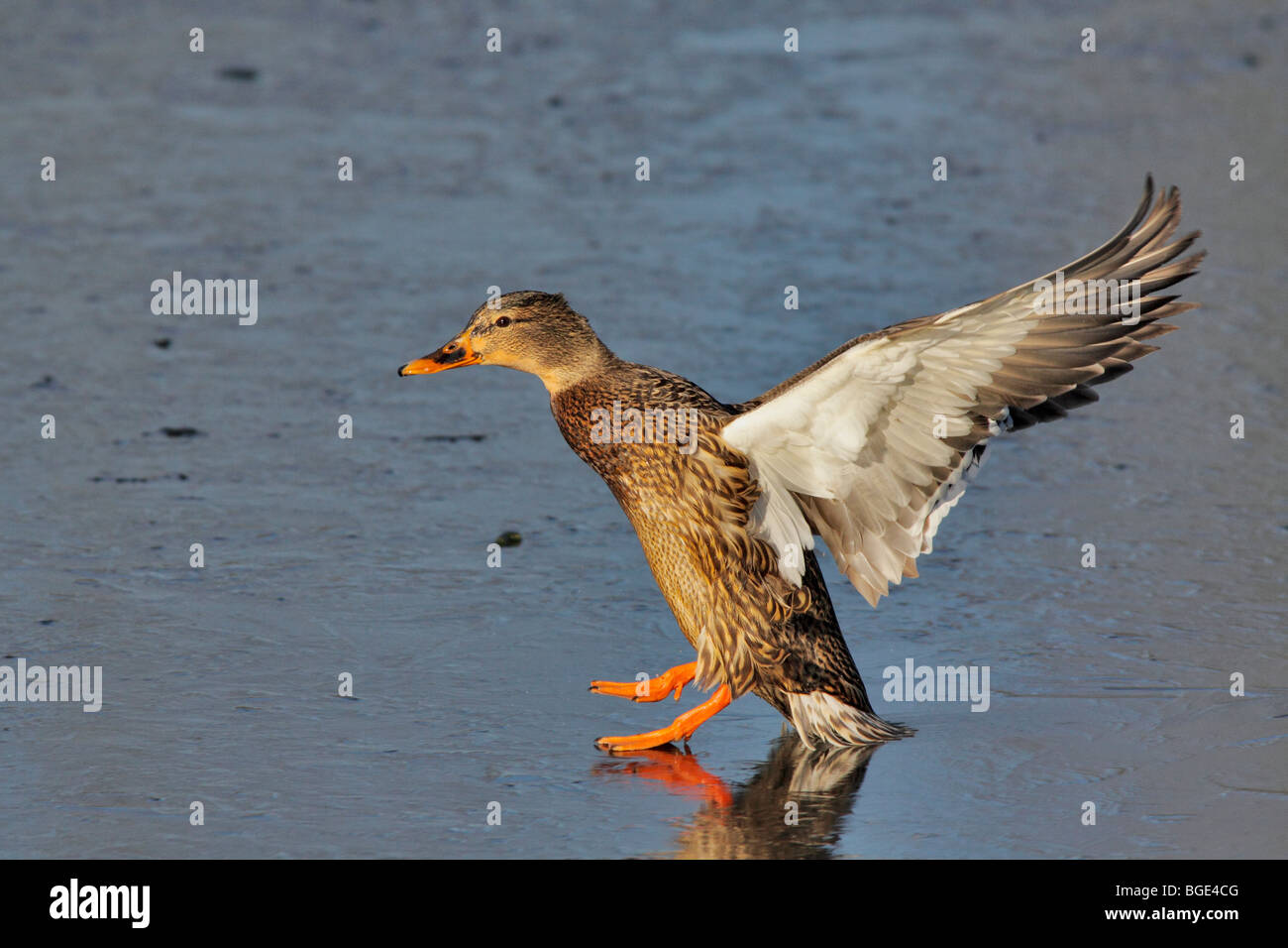 Mallard Ente Huhn Landung auf gefrorenen Lagune-Victoria, British Columbia, Kanada. Stockfoto