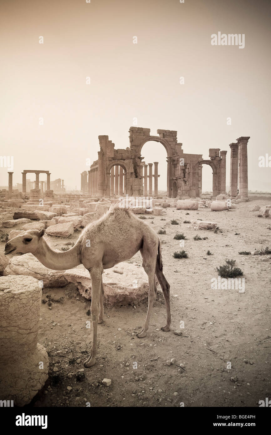 Syrien, Palmyra Ruinen (der UNESCO), Kamel und monumentale Bogen Stockfoto