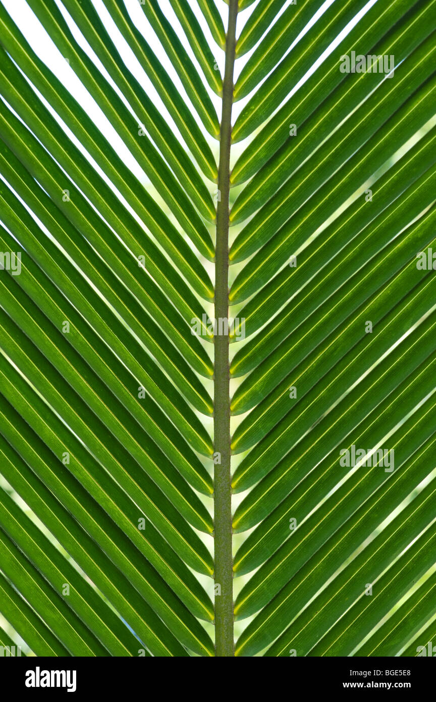 Cocos nucifera. Coconut Palm Tree leaf pattern. Indien Stockfoto