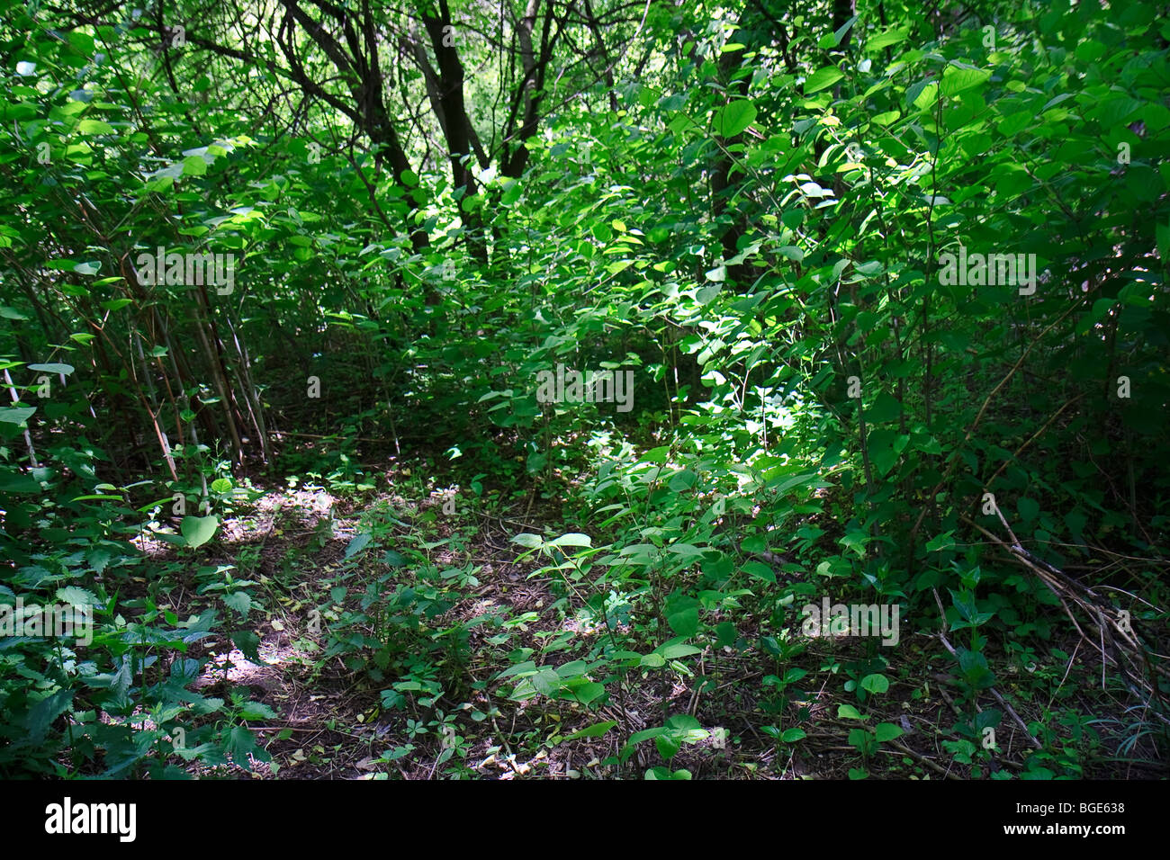 Grüner Weg verlassen Blatt Baum Natur im freien Stockfoto