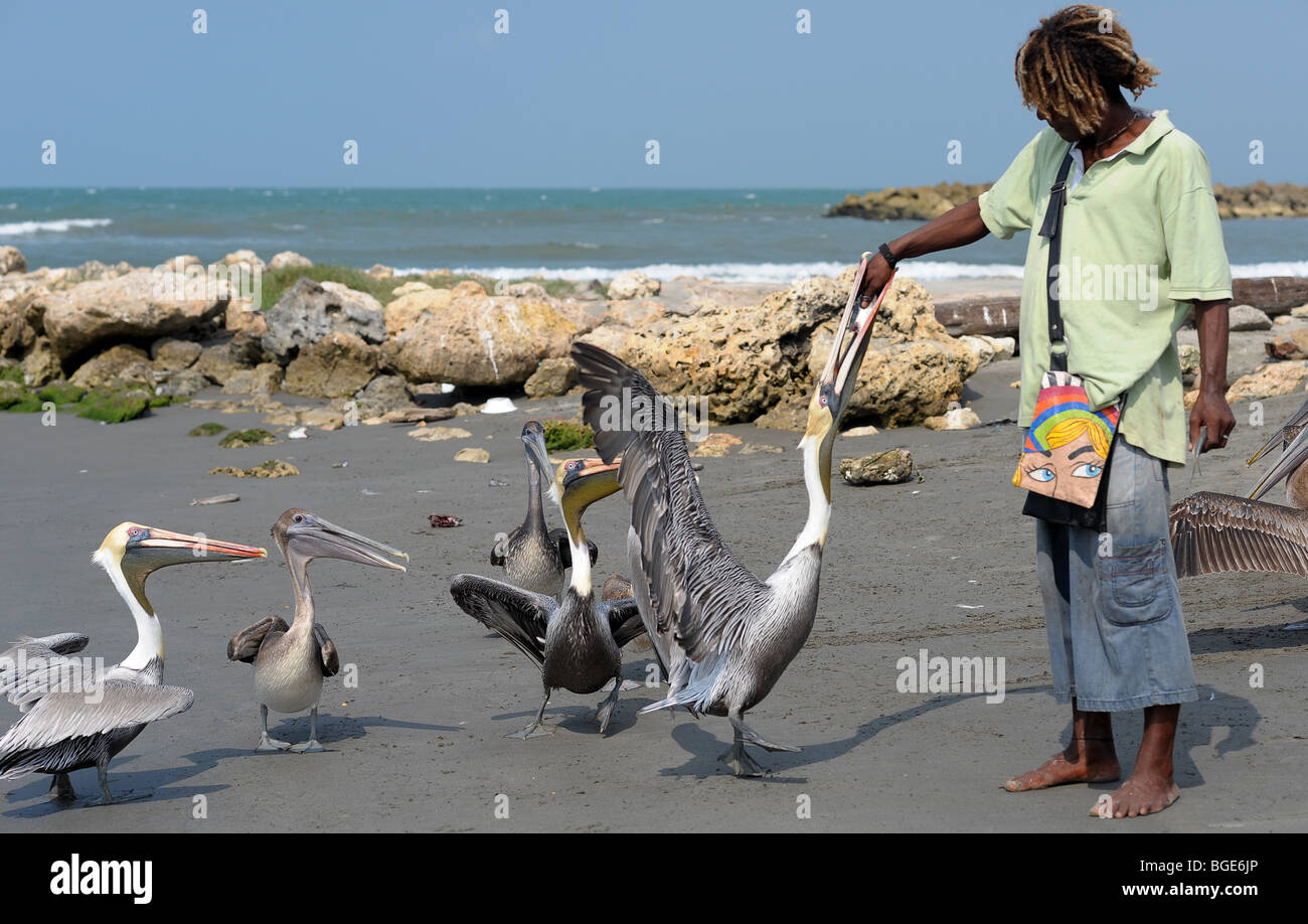 Junger Erwachsener füttern Pelikane am Strand in Cartagena, Kolumbien, Südamerika. Stockfoto
