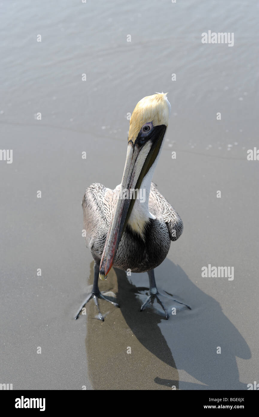Web Footed Stockfotos Und Bilder Kaufen Alamy