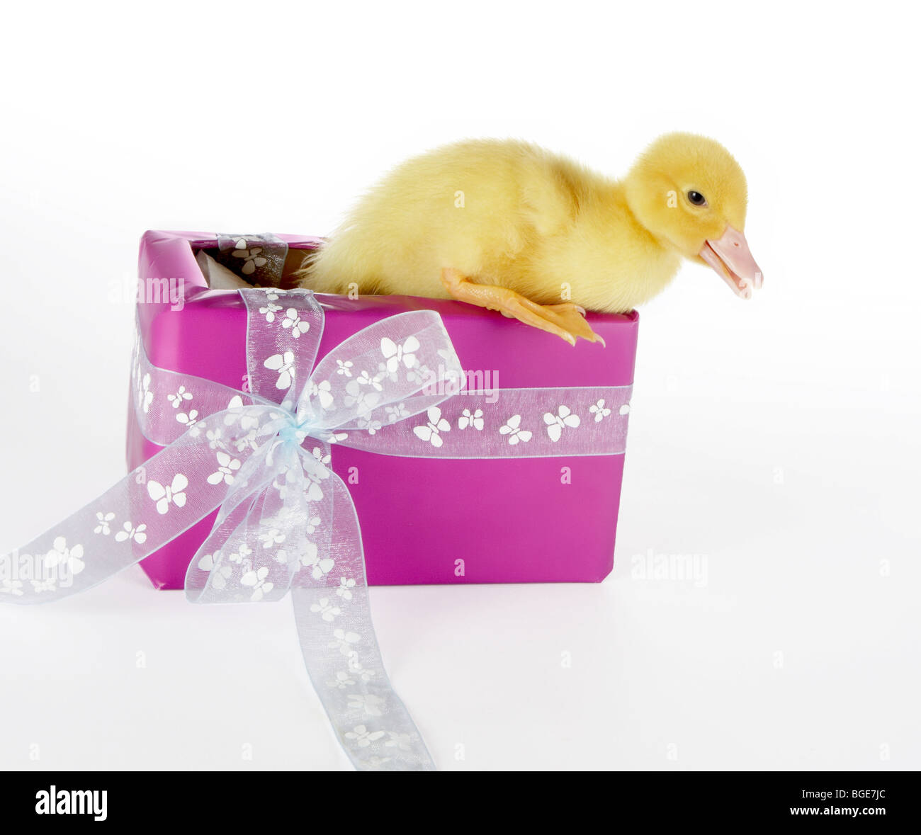 4 Tage alt Ostern Entlein Coming-out Geburtstagsgeschenk Stockfoto
