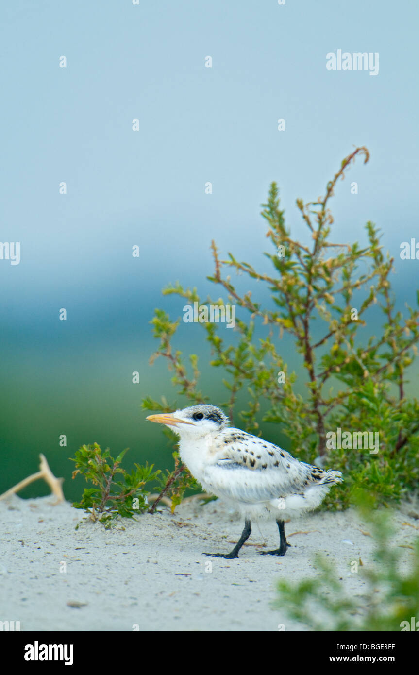 Eine königliche Tern juvenile zu Fuß am Strand von Amelia Island, Florida Stockfoto