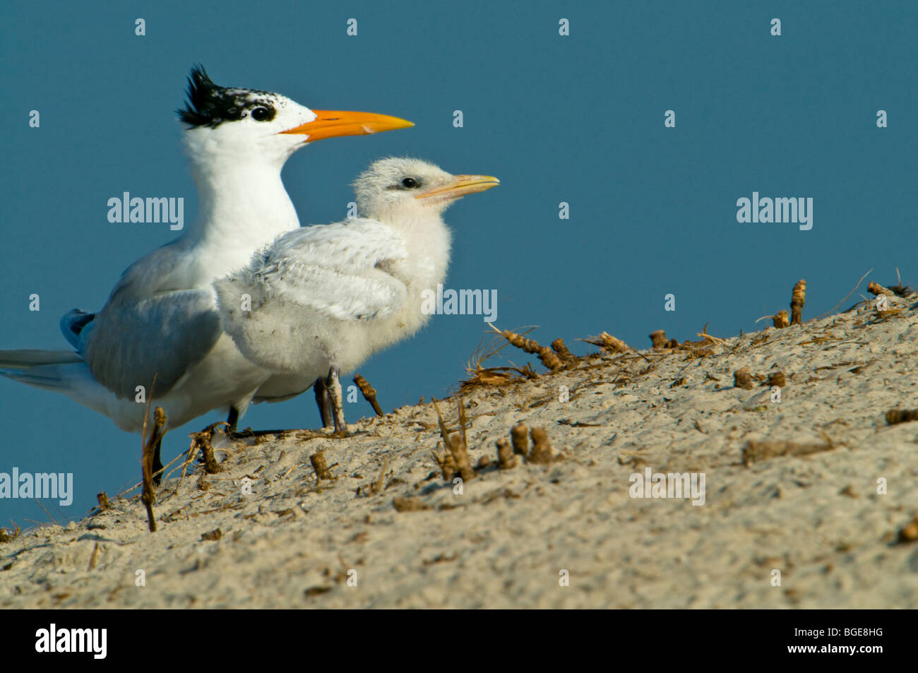 Eine königliche Tern und ihre Küken am Strand von Amelia Island, Florida Stockfoto