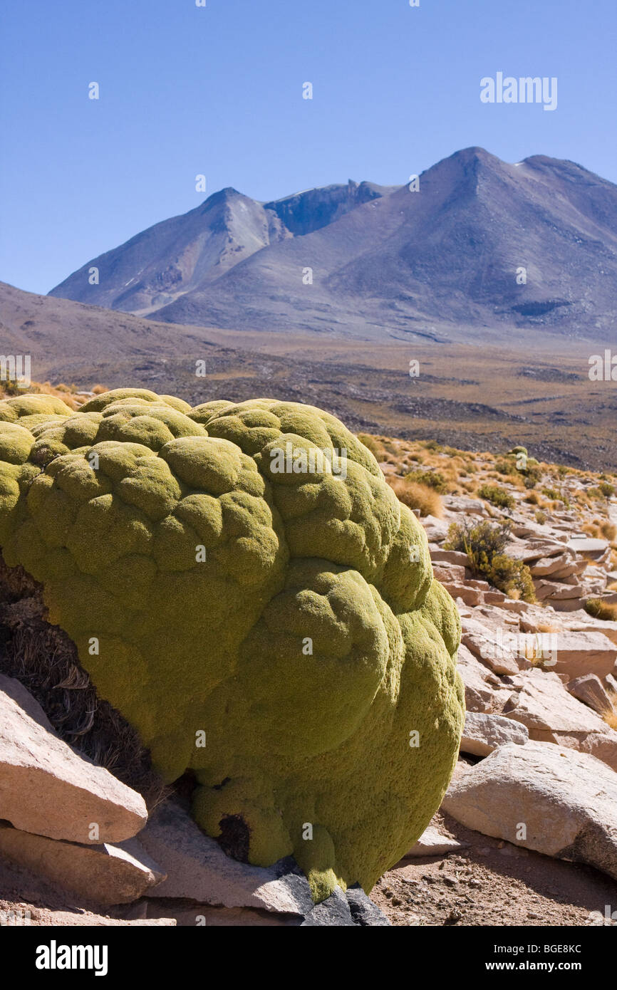 Das langsam wachsende Moos genannt Vareta wächst auf einem Felsen im Hochgebirge in der Altiplano-Wüste in den bolivianischen Anden, Südamerika Stockfoto