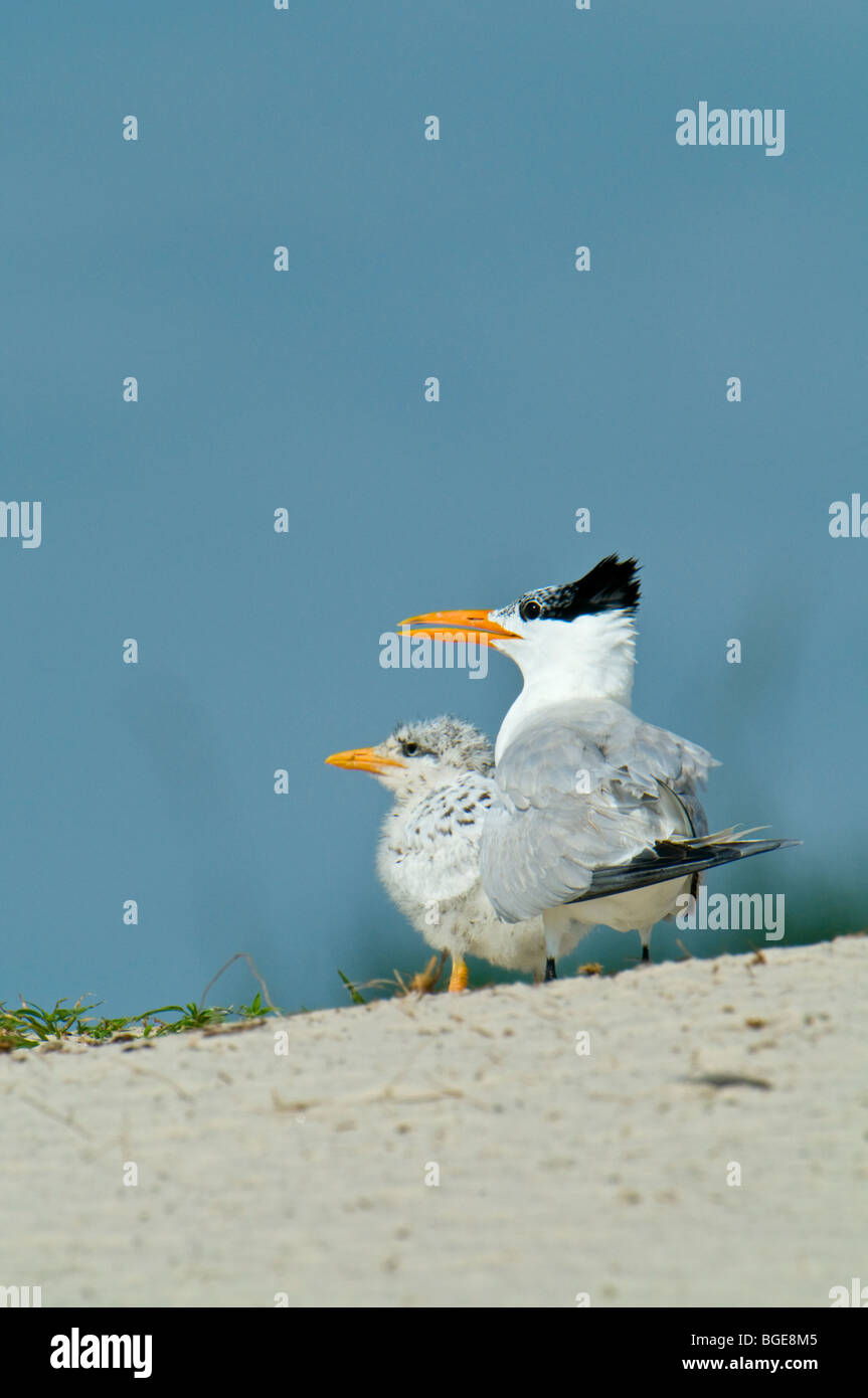 Ein Royal Tern Jugendliche und Eltern am Strand von Amelia Island, Florida Stockfoto