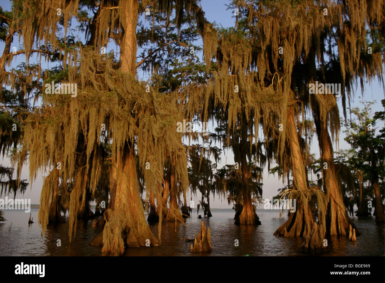 Zypressen in den Bayou Lake Fausse Pointe State Park, Louisiana, USA Stockfoto