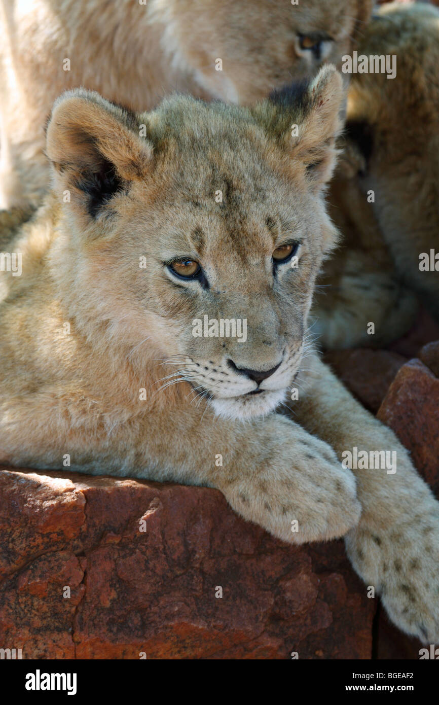6 / 6 Monate alten Löwenjunges bei Lion Park Johannesburg, Südafrika, November 2009 Stockfoto