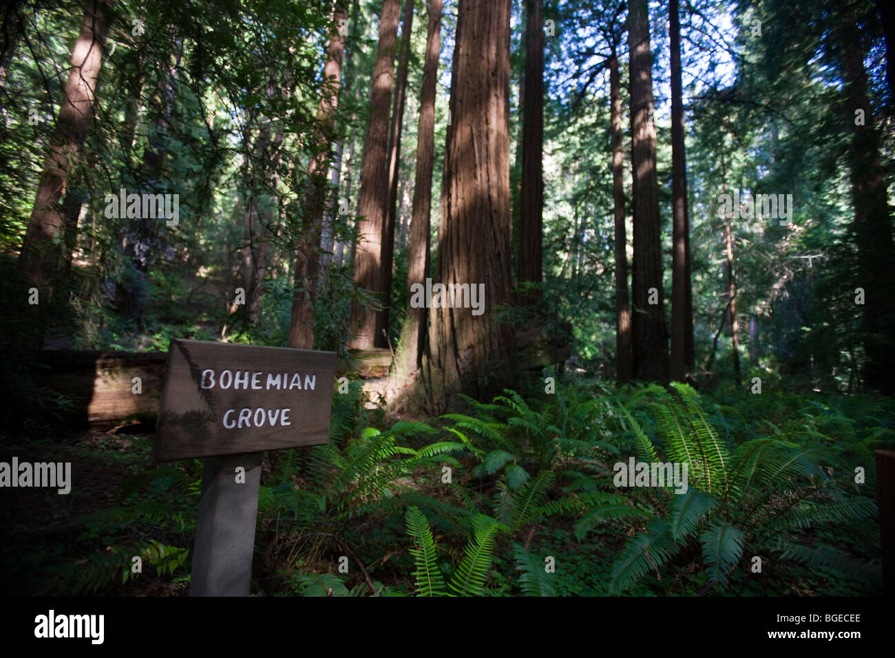 Sonnenlicht scheint auf Redwood-Bäume in Bohemian Grove, Muir Woods National Monument, Kalifornien. Stockfoto