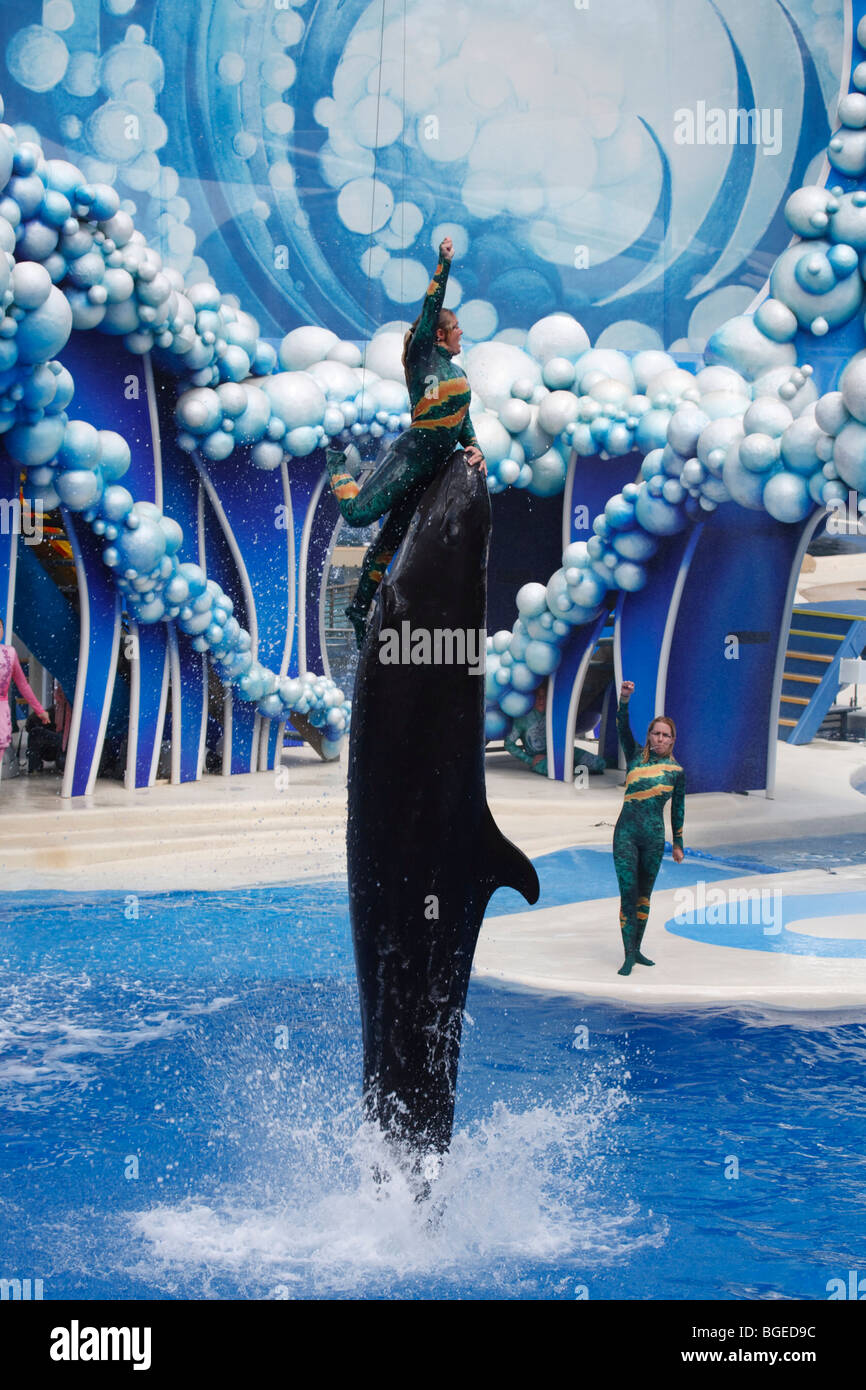 Ein Mann balanciert auf eine falsche Killerwal im Seaworld in Orlando, Florida Stockfoto