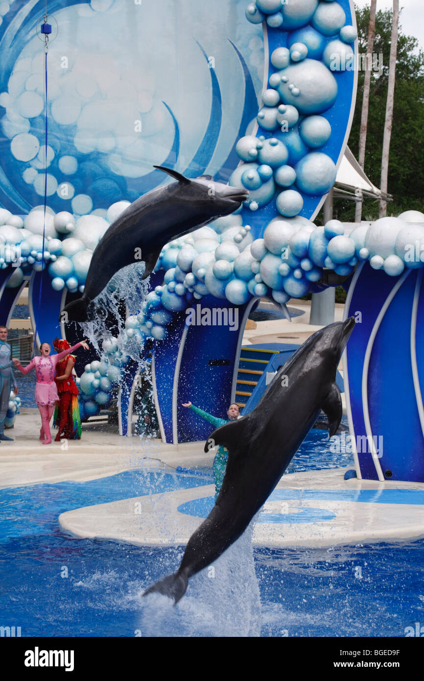 Tümmler führen in die blaue Horizonte-Show in Seaworld Orlando, Florida Stockfoto