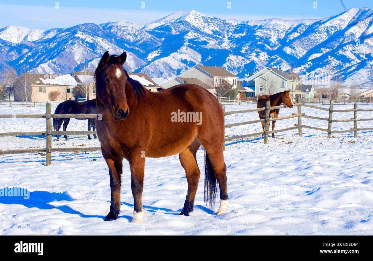 Weihnachten In Montana - Pferde stehen auf verschneiten Weiden mit Bozeman Schnee bedeckten Hügeln im Hintergrund Stockfoto
