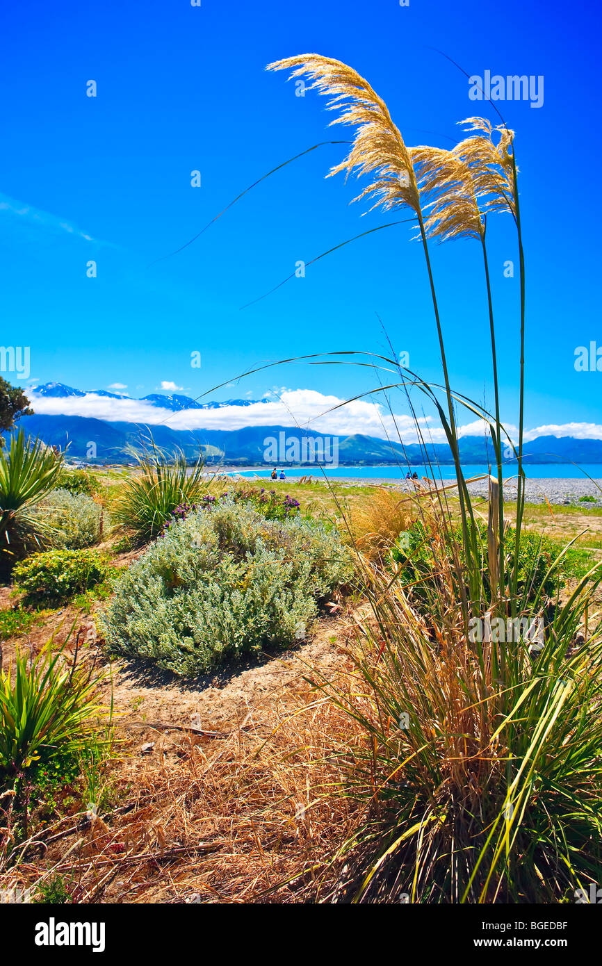 Toi Toi (Reed, Pampa) Pflanzen entlang der Kaikoura Strand, Kaikoura, East Coast, Südinsel, Neuseeland. Cortaderia selloana Stockfoto