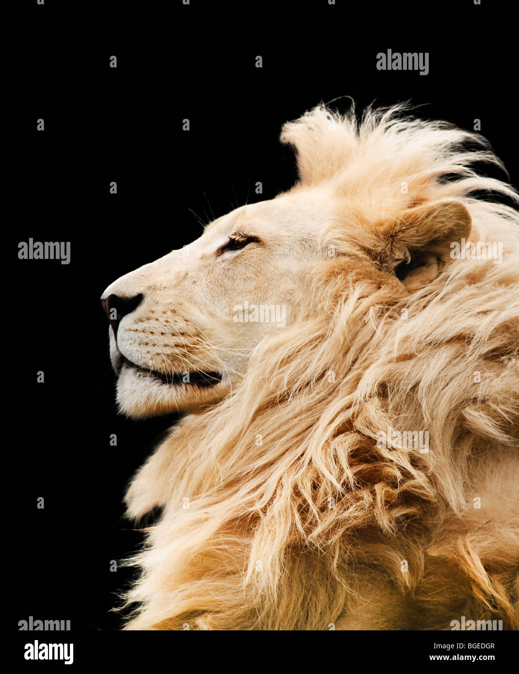 Lion vor schwarzem Hintergrund isoliert. Clipping-Pfad enthalten. Stockfoto