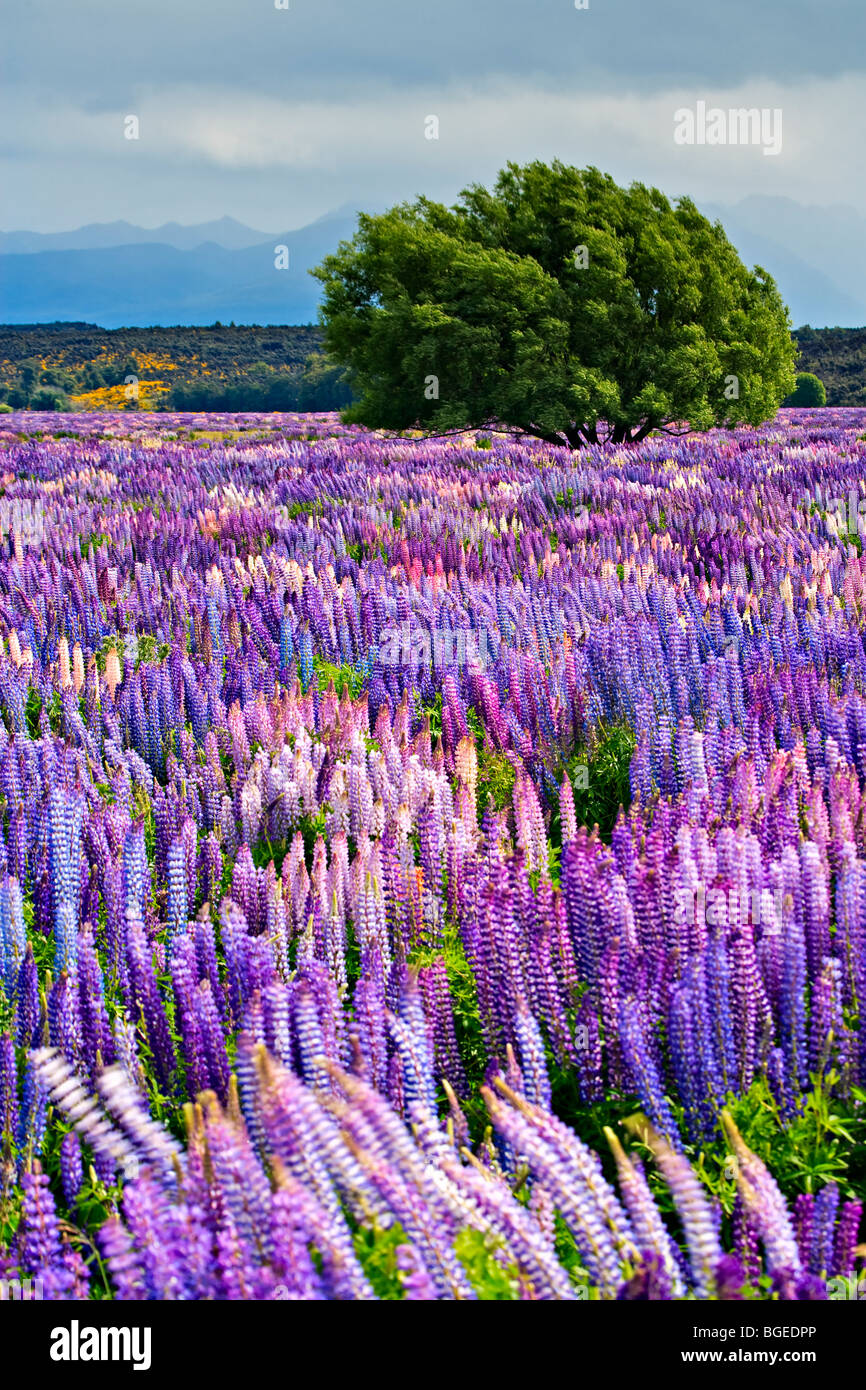 Bereich von Russell Lupinen Lupinus Polyphyllus, in der Eglinton River Valley im Fiordland National Park entlang der Milford Road, So Stockfoto