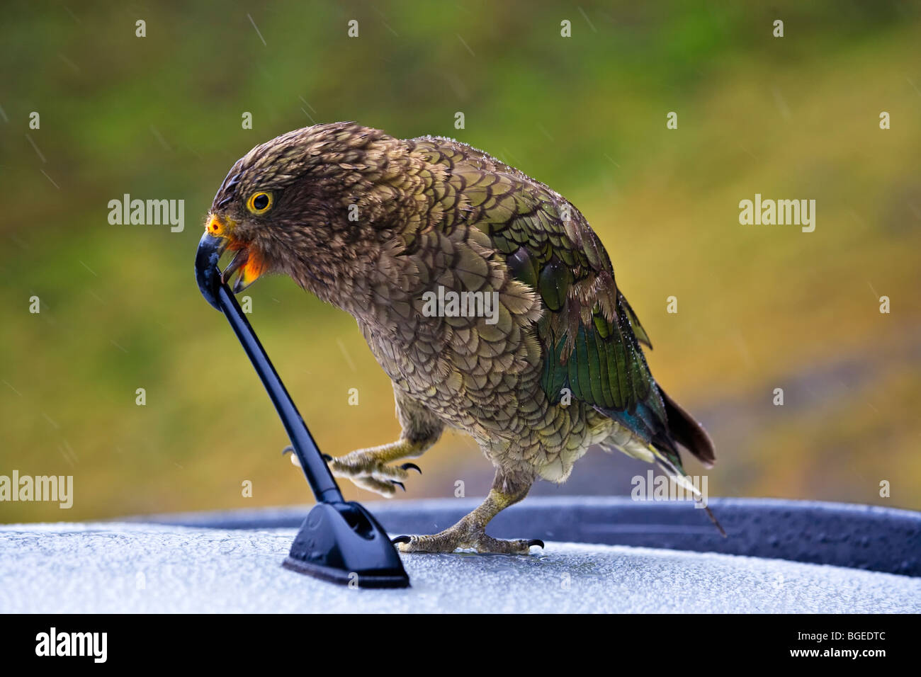 Freche Kea, Nestor Notabilis, Ihr Interesse an einer Kfz-Antenne in der Nähe von Homer Tunnel entlang der Milford Road, Darran Mountains Stockfoto