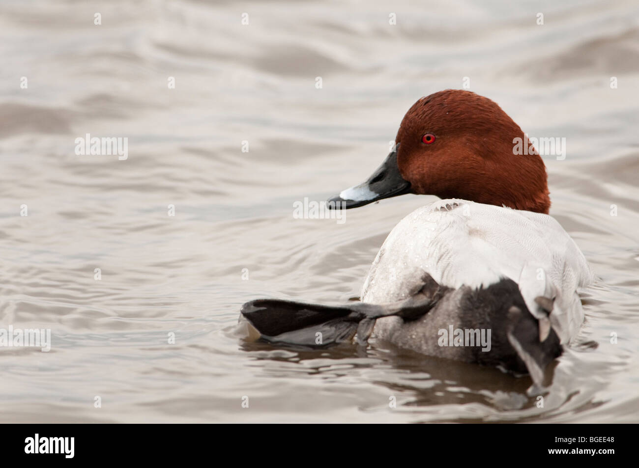 Überwinterung Tafelenten mit einem Fuß aus dem Wasser, Cambridgeshire Stockfoto