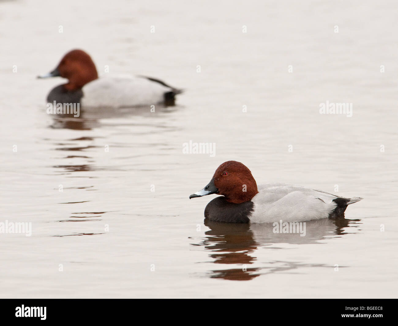 Zwei over Überwinterung Tafelenten bei Welney, Cambridgeshire Stockfoto
