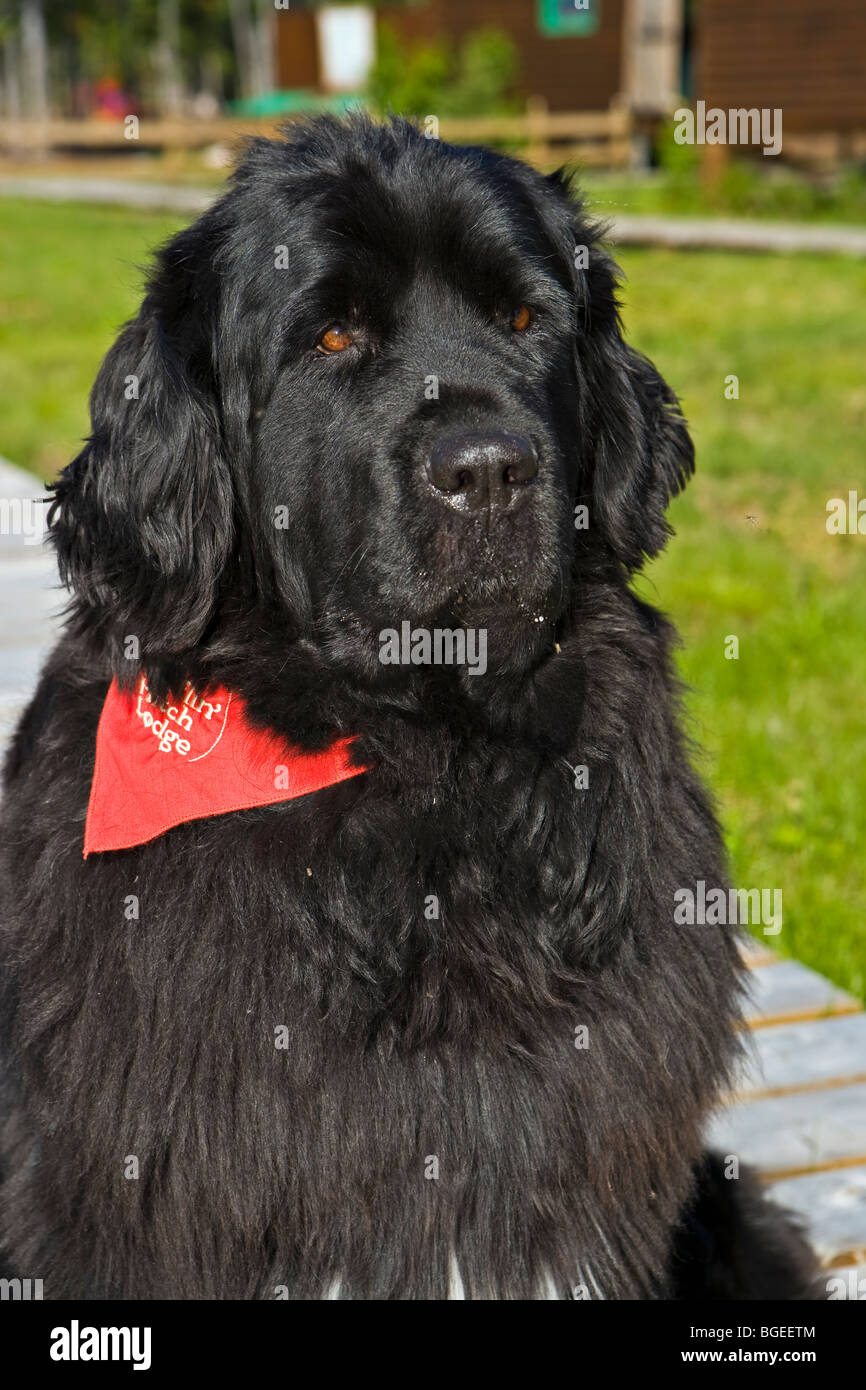 Ella der Neufundländer in Rifflin'Hitch Lodge im südlichen Labrador, Labrador, Kanada. Stockfoto