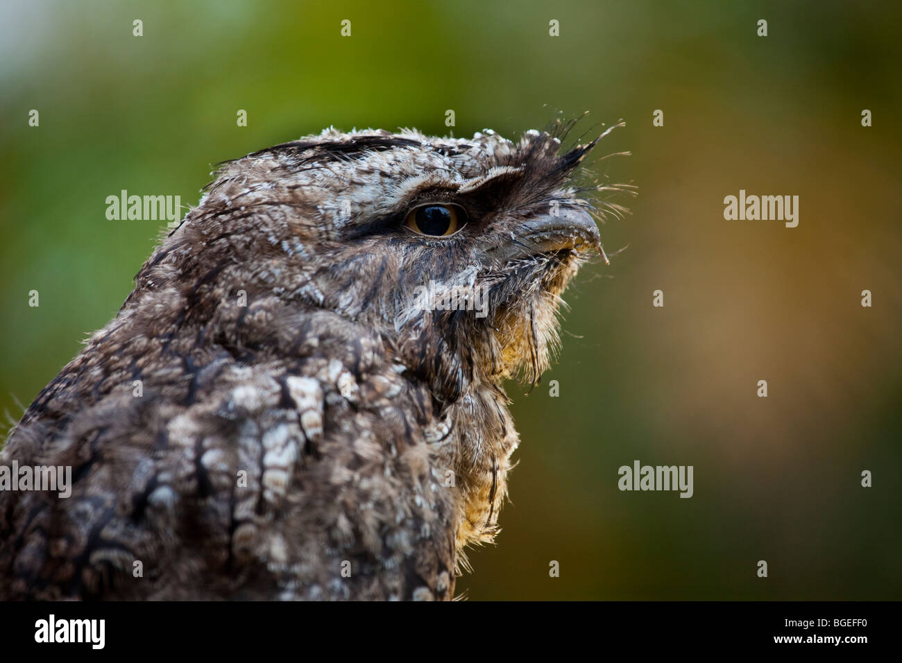 Tawny Frogmouth Skeleton
