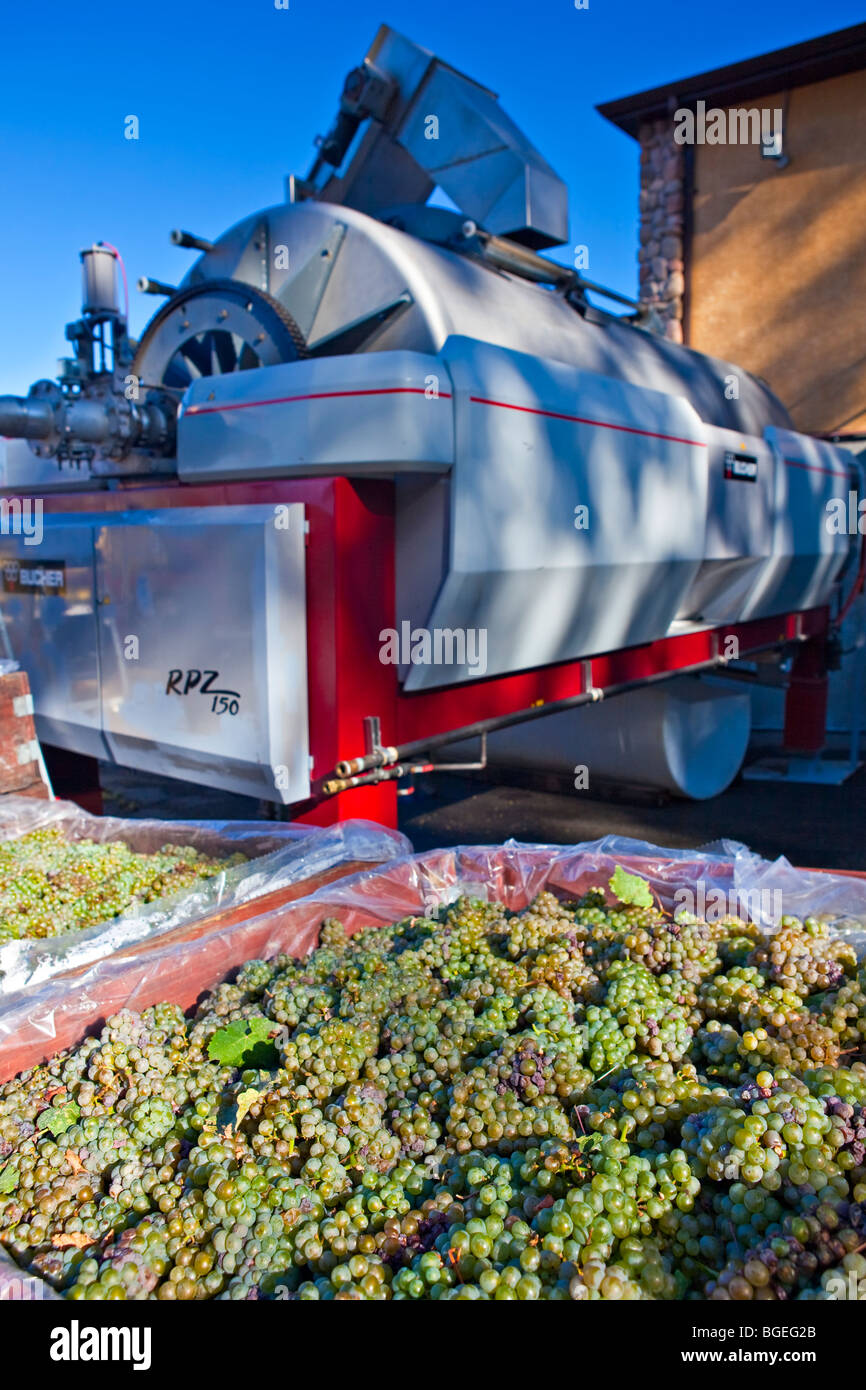 Frisch geerntete Trauben und Presse in Summerhill Pyramid Winery, eine zertifizierte Bio-Weinberg, Kelowna, Okanagan, britische Columb Stockfoto