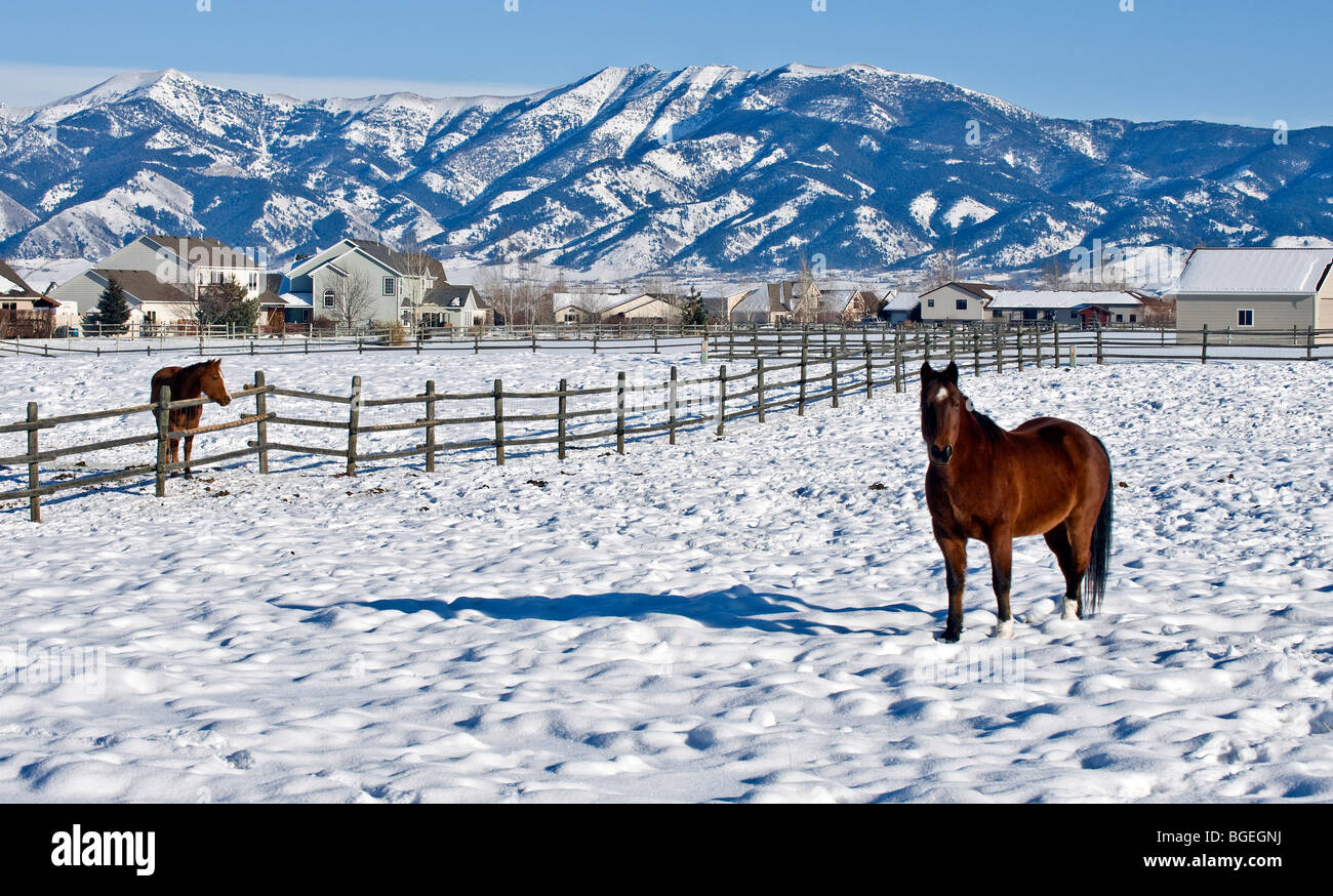 Montana-Weihnachten - Pferde in einem Bozeman, MT-Feld mit Schnee bedeckten Bergen im Hintergrund. Stockfoto