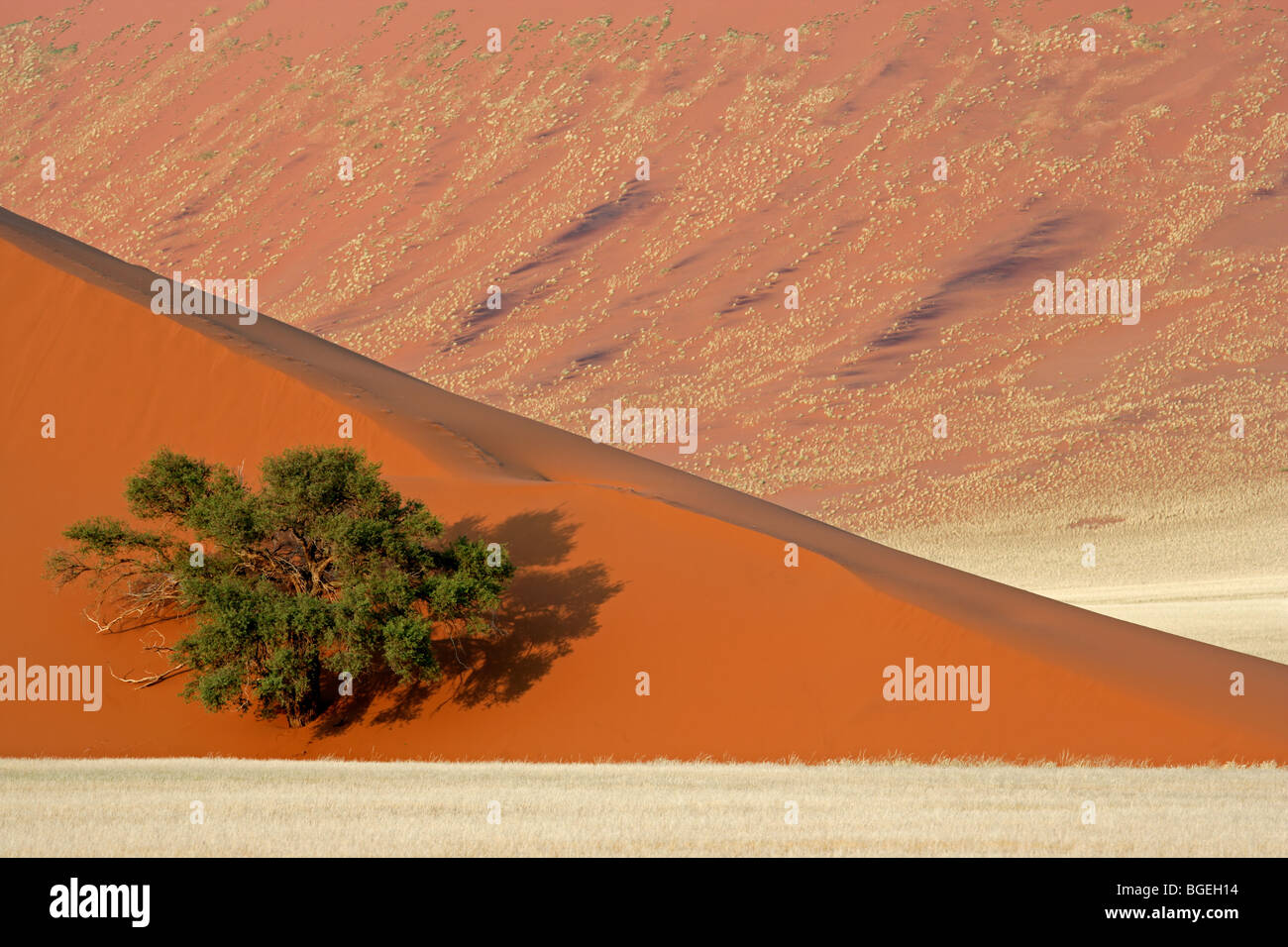 Landschaft mit Wüste Gräser, rote Sanddünen und einer afrikanischen Akazie, Sossusvlei, Namibia, Südliches Afrika Stockfoto