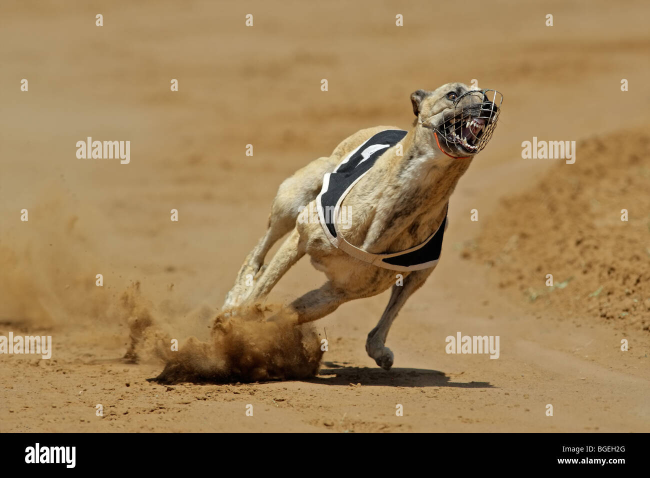 Windhund mit voller Geschwindigkeit während eines Rennens Stockfoto