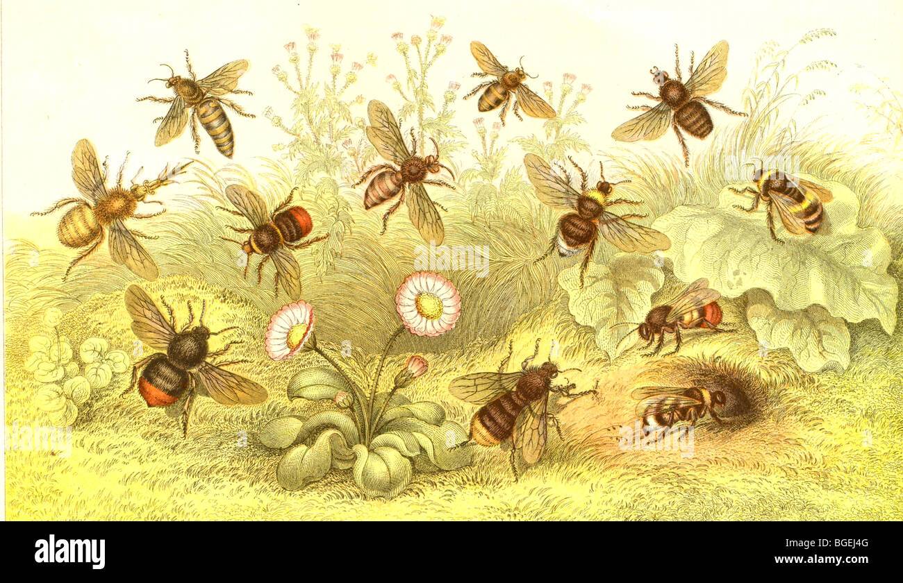Farbpalette der Bienen von Blackie & Sohn um 1880 veröffentlicht Stockfoto