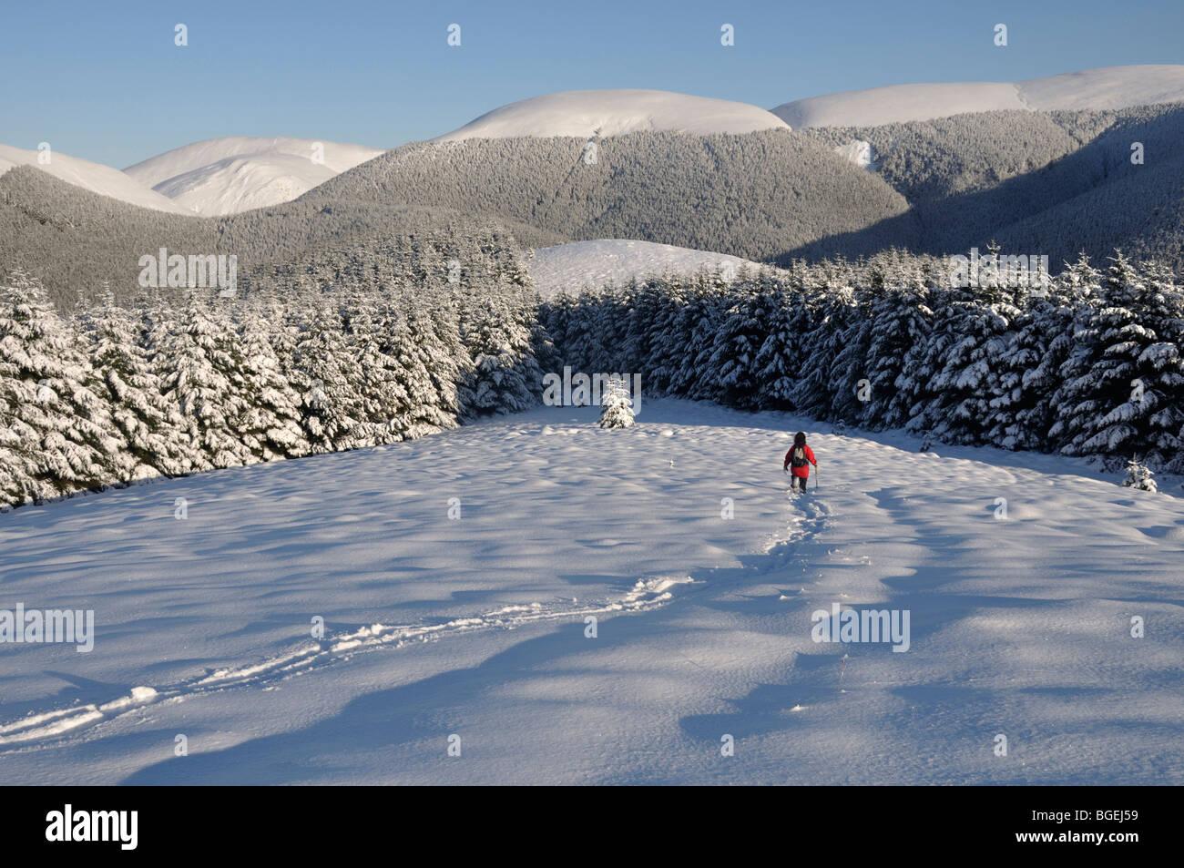 Walker am Grat des Scawd fiel, Southern Uplands, Schottland Stockfoto