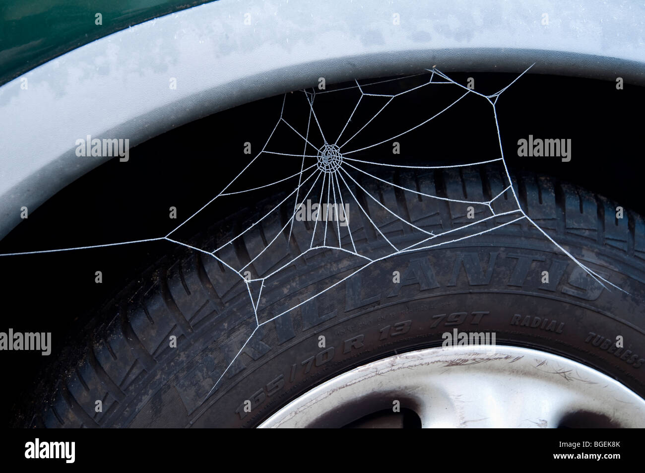 Spinnen-Netz, bedeckt mit Frost, auf ein Auto Radhaus - am ehesten ein Zuhause auf Zeit. Stockfoto