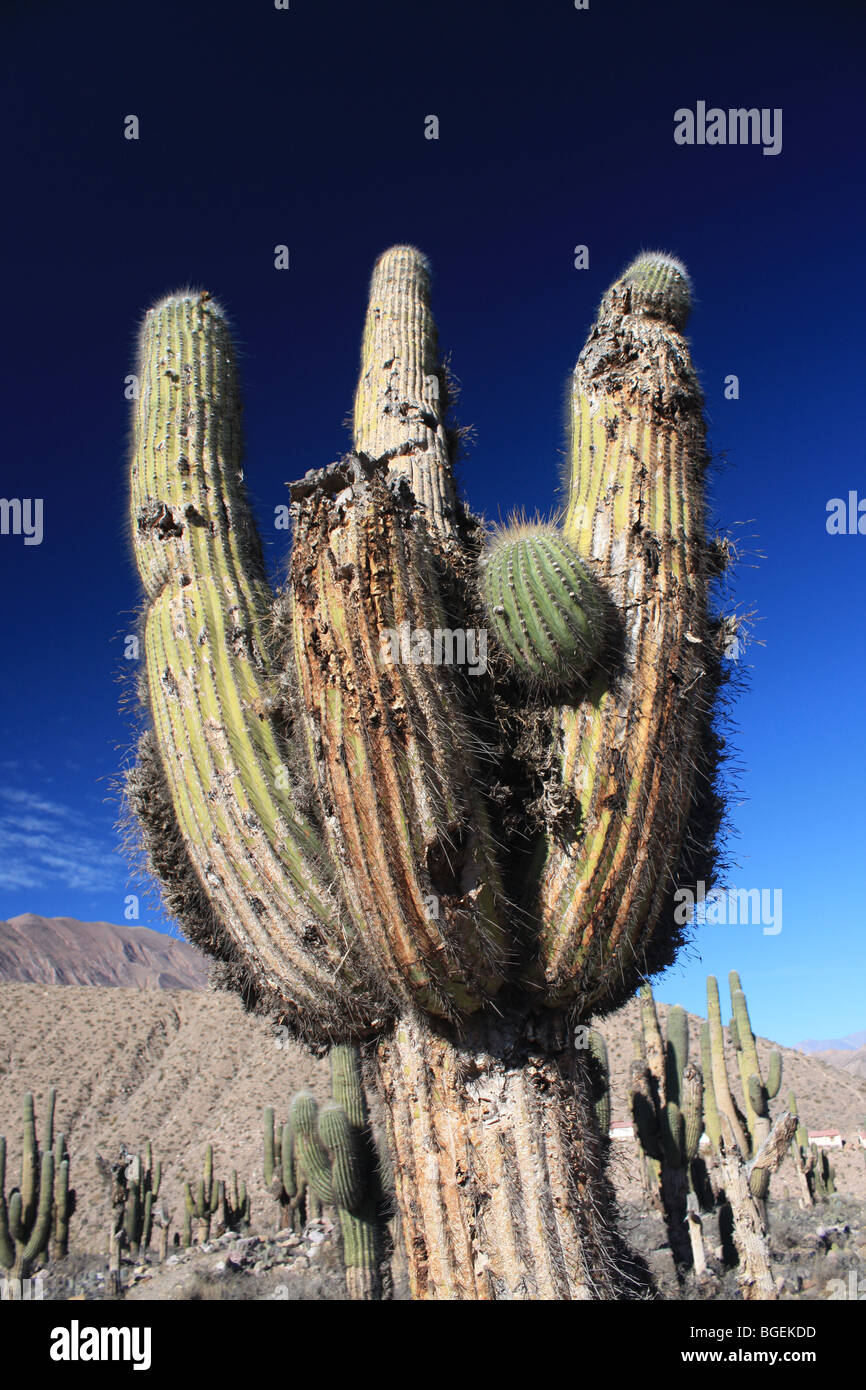 Kaktus, Tilcara, Nördliches Argentinien Stockfoto