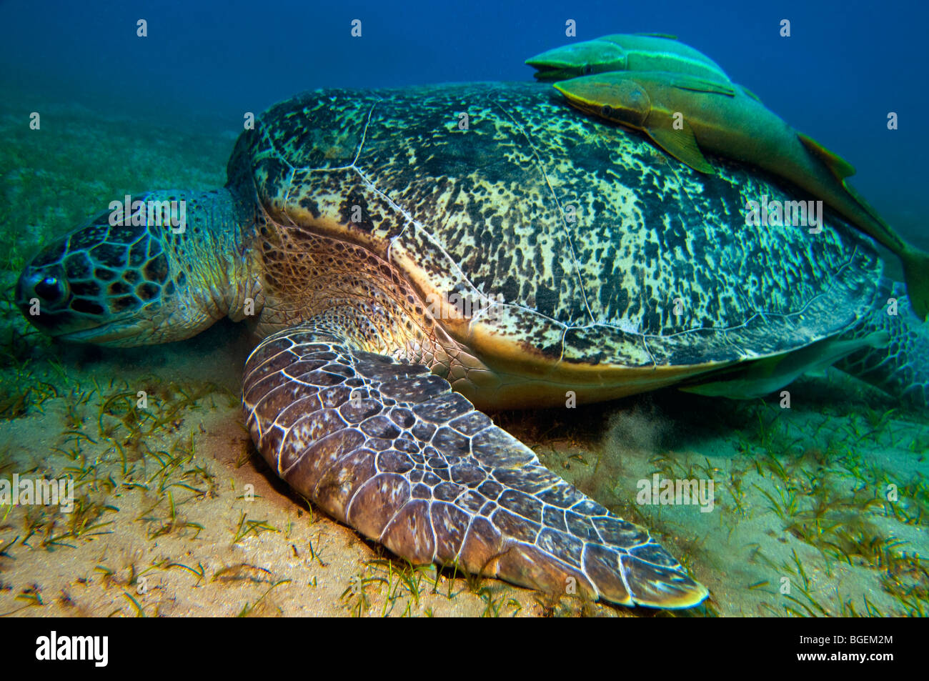 grüne Meeresschildkröte Caretta und Echeneidae REMORA SHARKSUCKER RED SEA Turtle tiefblauen Hintergrund Tierwelt Fisch Ägypten ABU DABAB pela Stockfoto