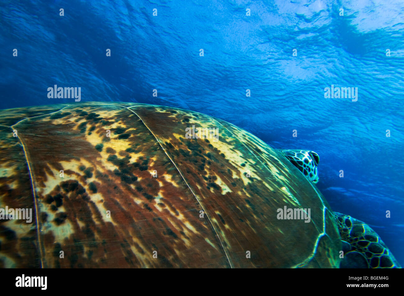 grüne Meeresschildkröte Caretta RED SEA Turtle tiefblauen Hintergrund Ägypten ABU DABAB Stockfoto