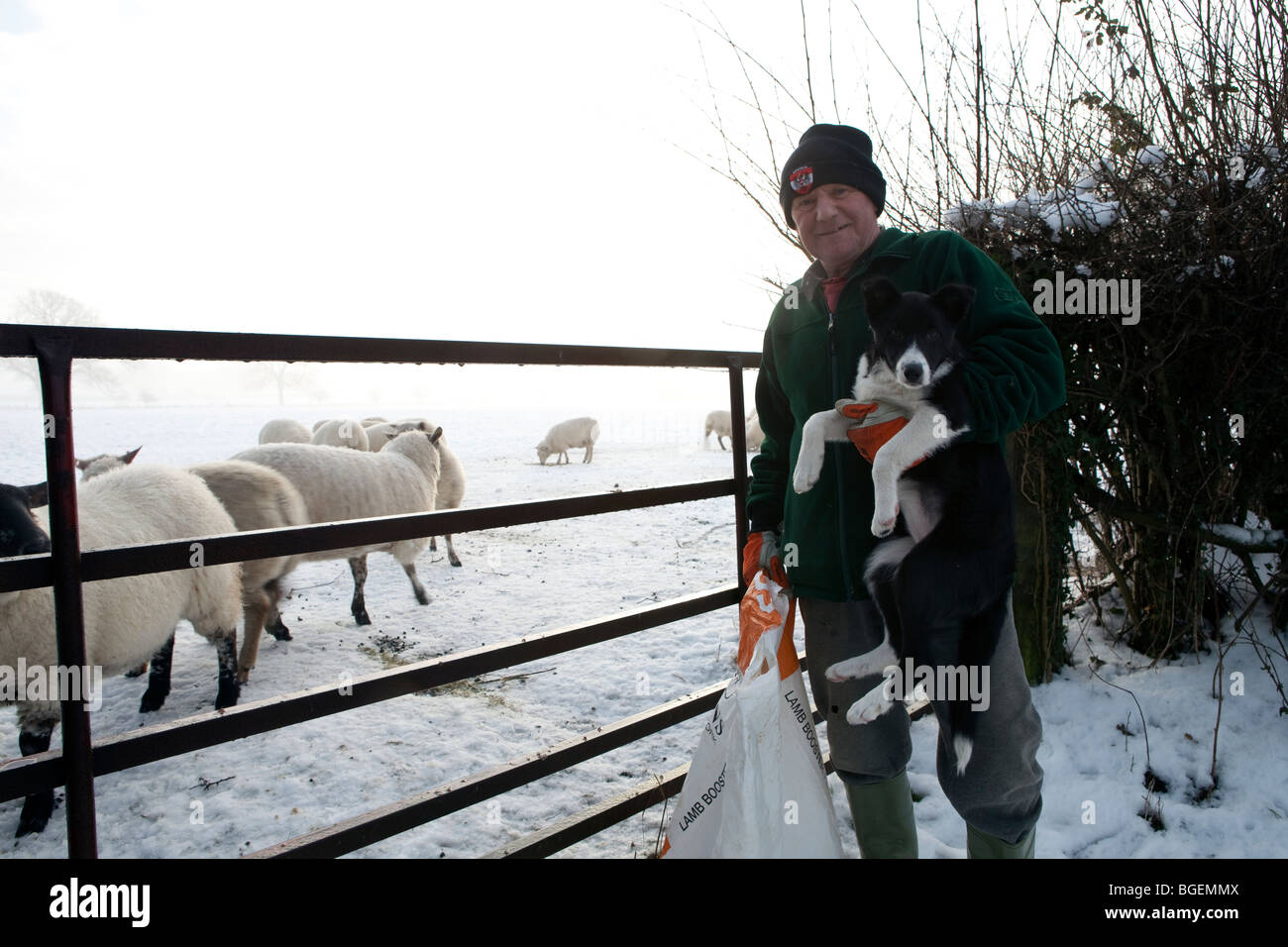 Landwirt mit Schäferhund Welpen zu Herde Schafe zu Weiden. Stockfoto