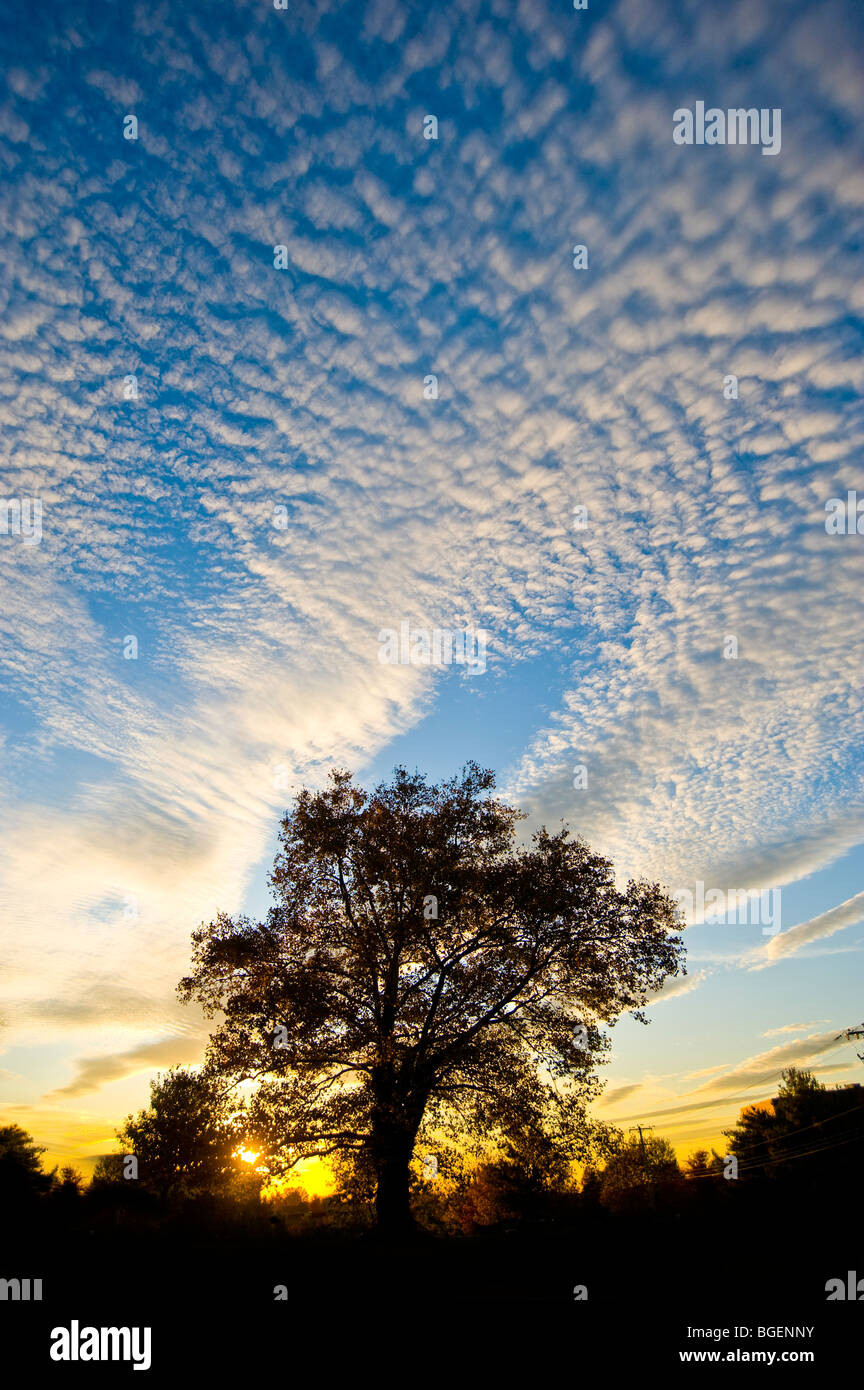 Einsamer Baum bei Sonnenuntergang, Pennsylvania, USA Stockfoto