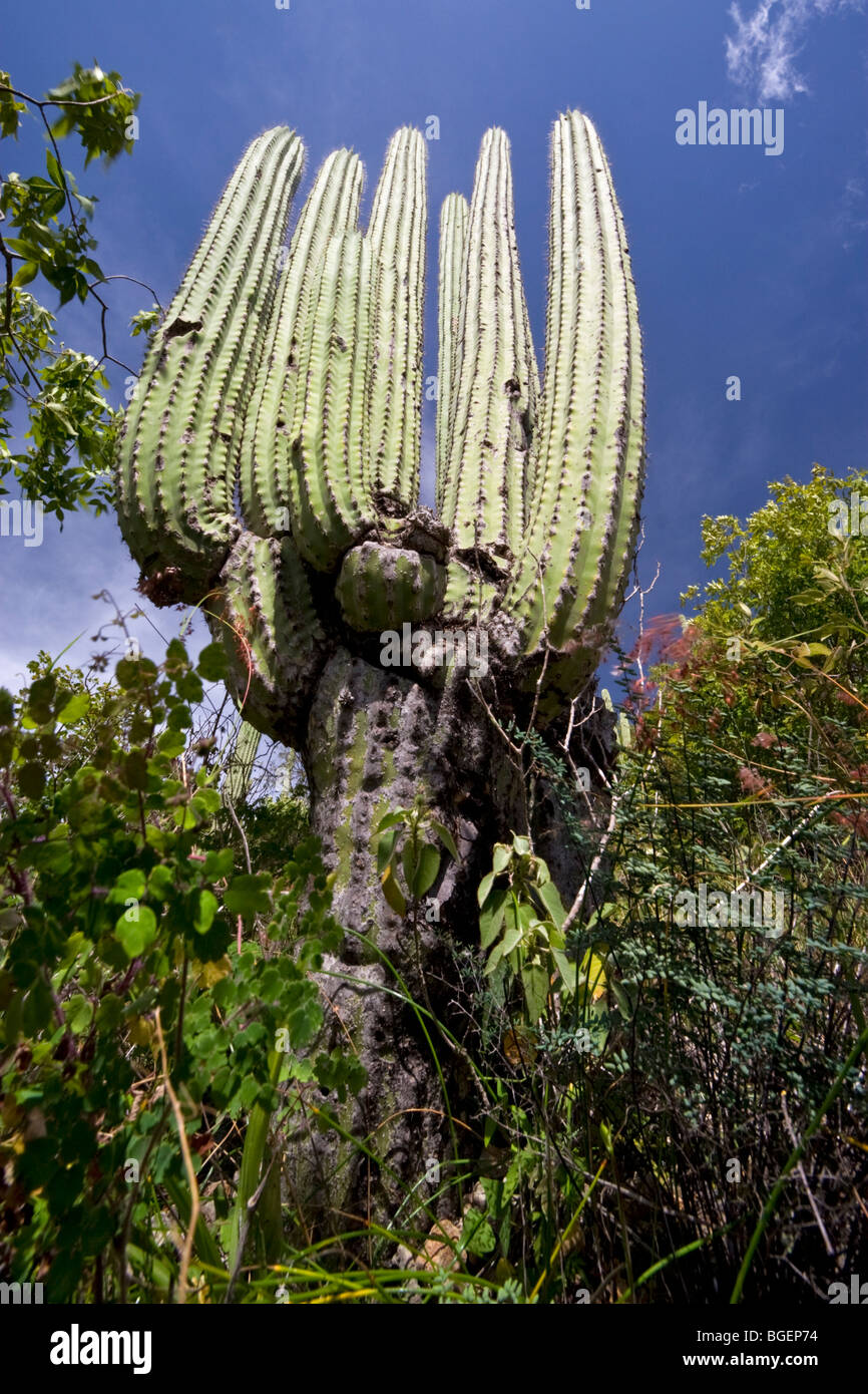 Ein Low-Winkel Schuss eines Kaktus (Neobuxbaumia Tetetzo). Oaxaca - Mexiko. Kaktus (Neobuxbaumia Tetetzo). Oaxaca - Mexique. Stockfoto