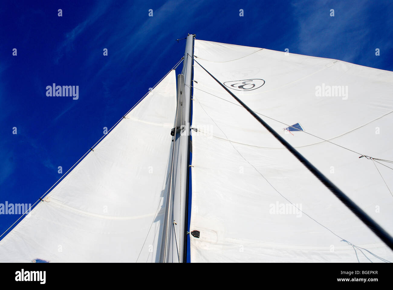 Segel, aufgewachsen am Golf von Mexiko, SW Florida, USA, 2010 Stockfoto