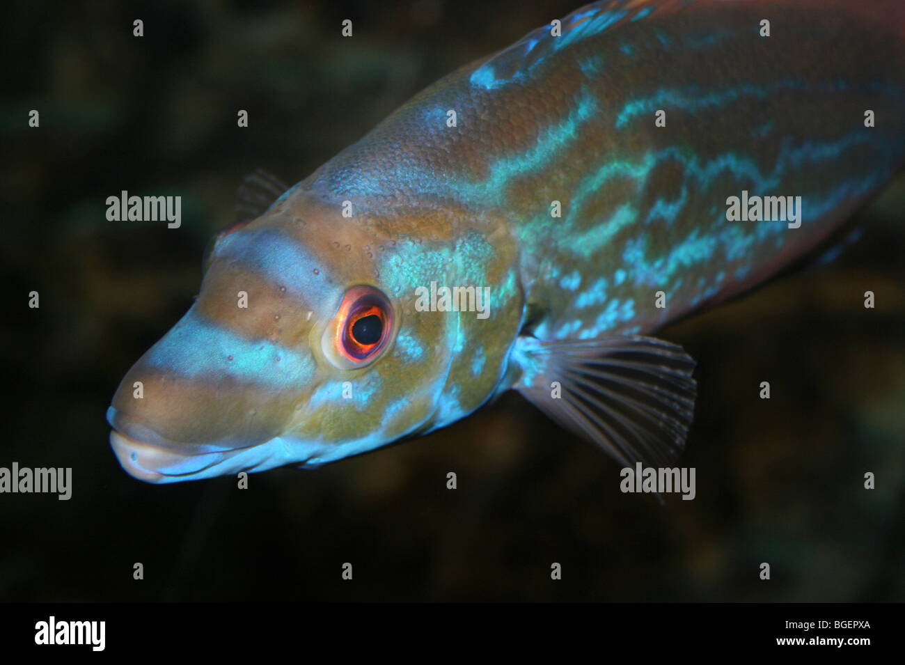 Enge, der Kopf des männlichen Kuckuck Lippfisch Labrus Mixta mit Blick links Stockfoto