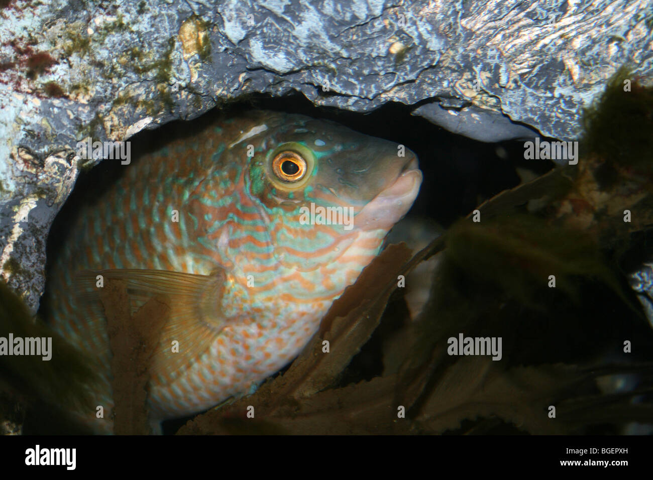 Corkwing Wrasse Symphodus (Crenilabrus) Melops Peering aus der
