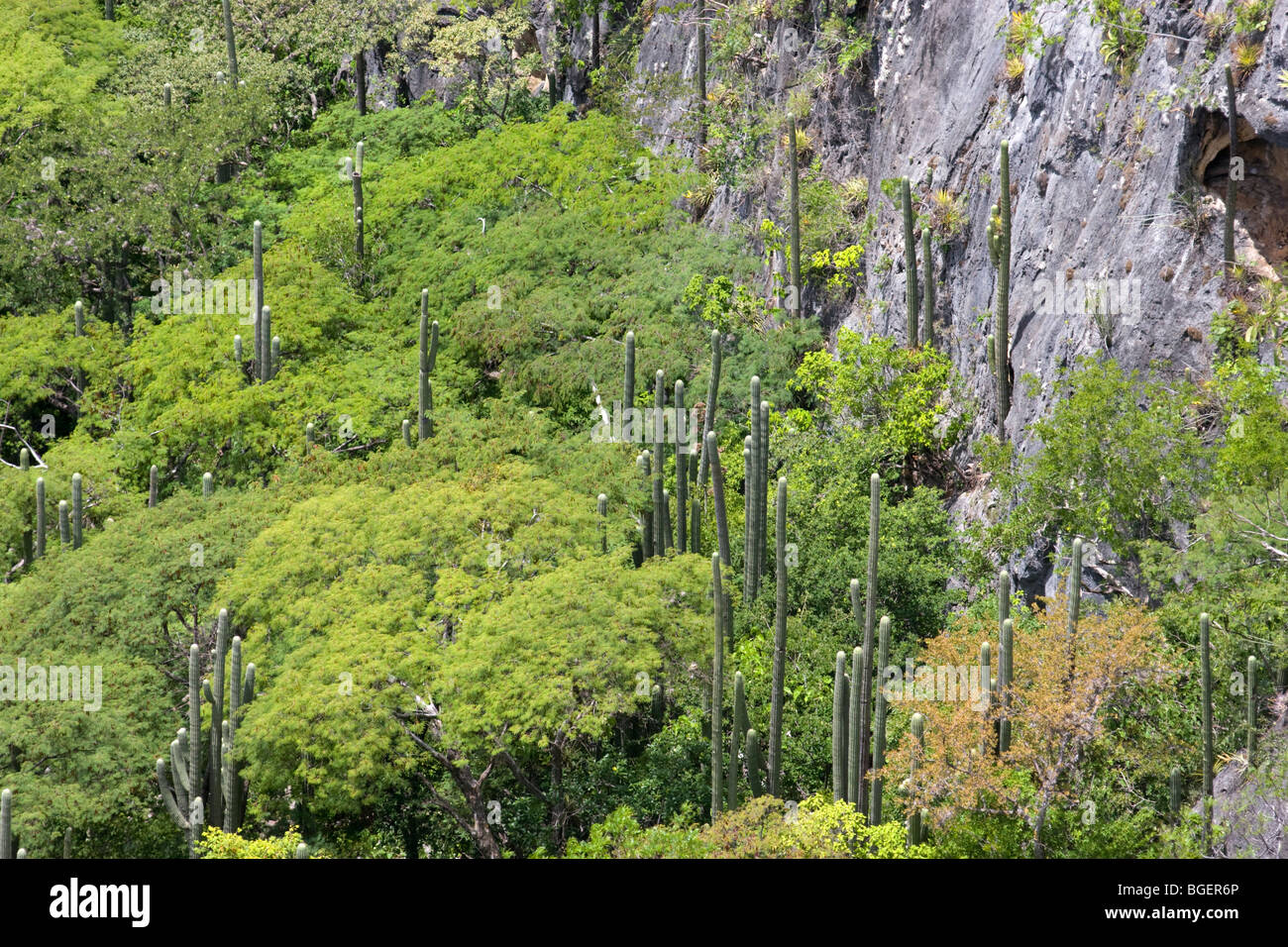 Die Beziehung zwischen Kakteen (Neobuxbaumia Tetetzo) und "Krankenschwester" Sträucher (Oaxaca - Mexiko). Cactus Émergeant d ' une Forêt de Mimosas. Stockfoto