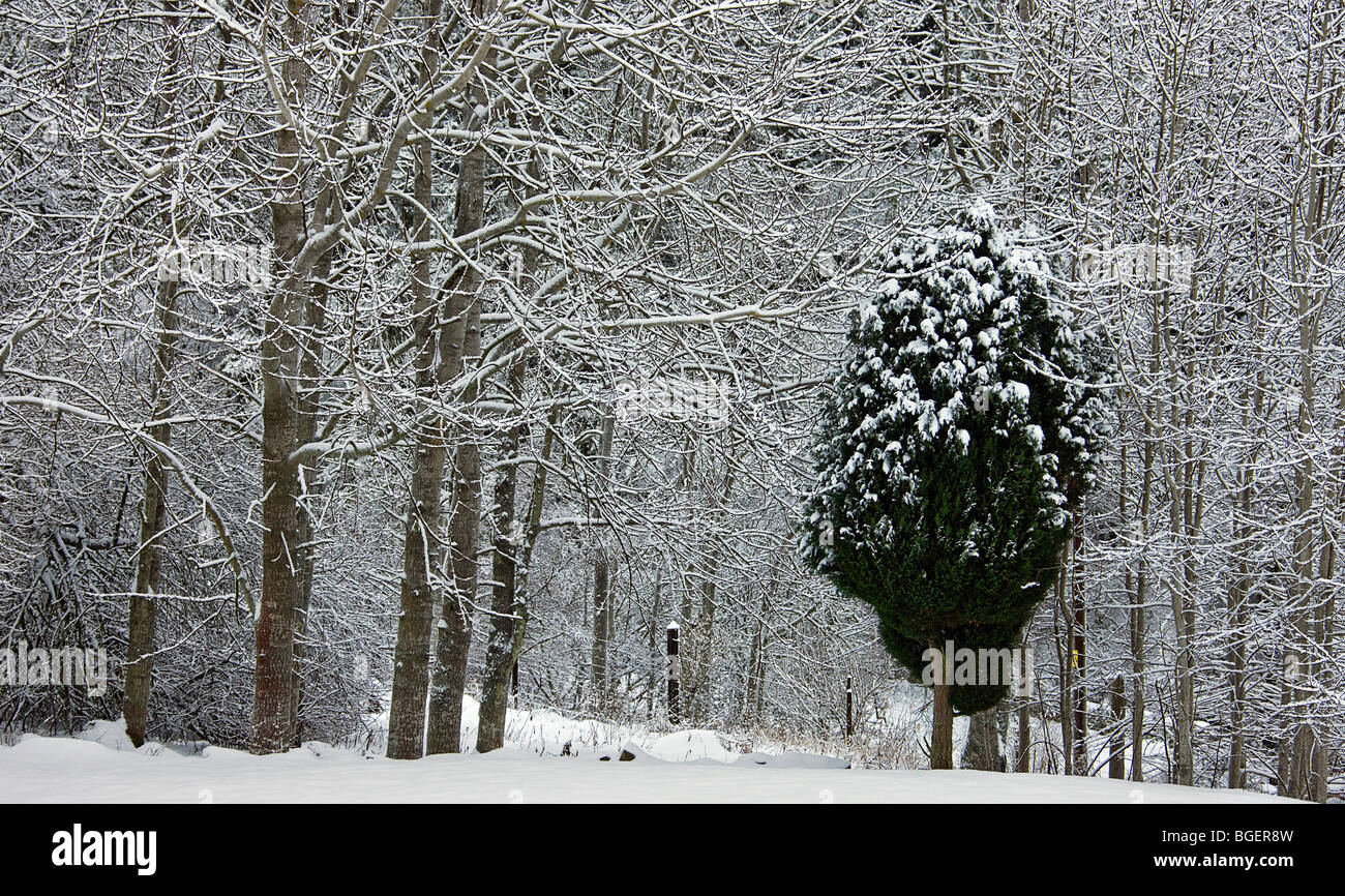 Eibe winter -Fotos und -Bildmaterial in hoher Auflsung  Alamy