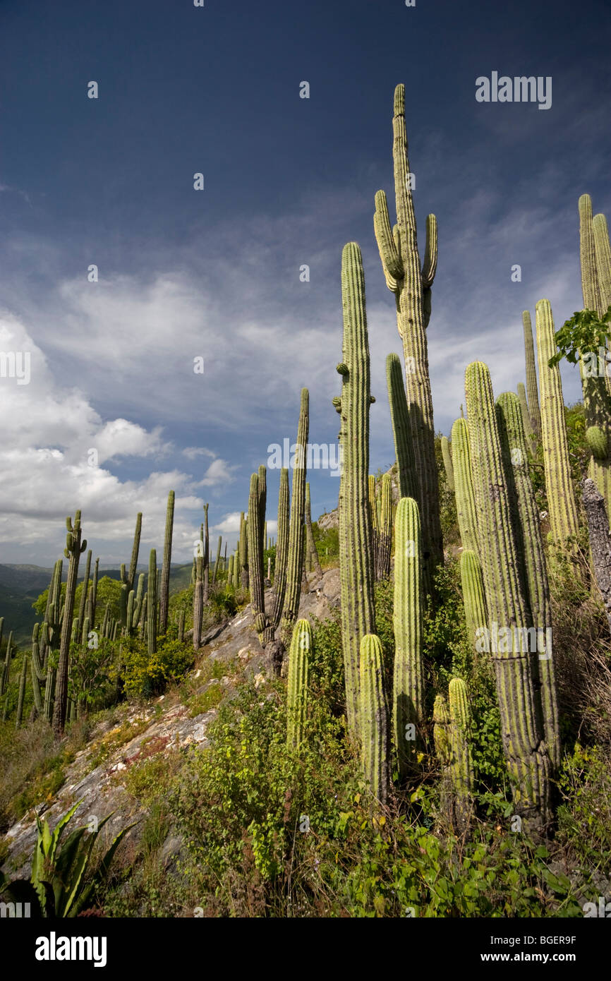 Kakteen (Neobuxbaumia Tetetzo) im Sommer (Oaxaca - Mexiko). Kaktus (Neobuxbaumia Tetetzo) En Été (Oaxaca - Mexique). Stockfoto