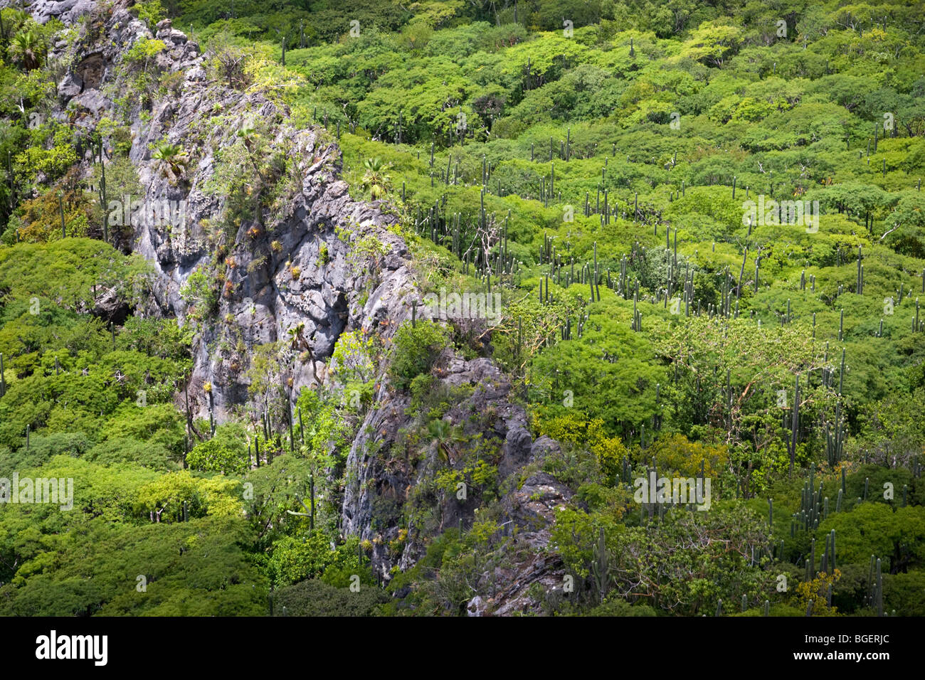 Die Beziehung zwischen Kakteen (Neobuxbaumia Tetetzo) und "Krankenschwester" Sträucher (Oaxaca - Mexiko). Cactus Émergeant d ' une Forêt de Mimosas. Stockfoto