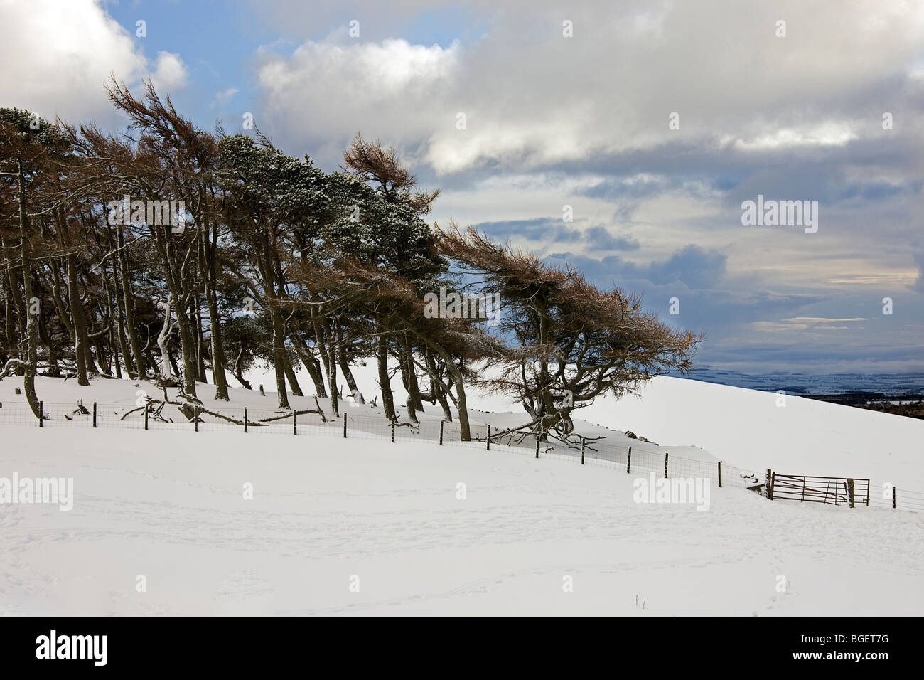 Wind fegte Bäume im Winter. Schottischen Borders. Stockfoto